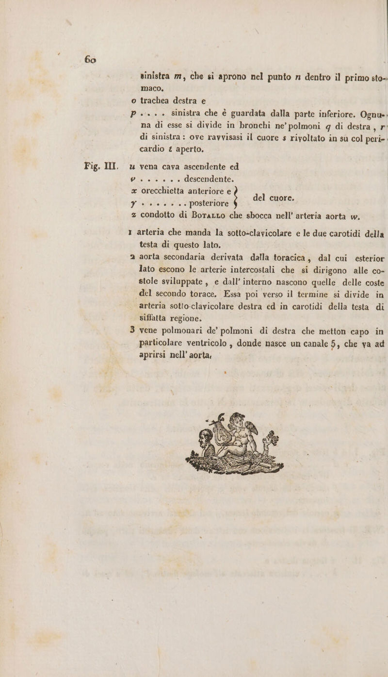 Fig. III, sinistra 77, che si aprono nel punto n dentro il primo sto- maco. | o trachea destra e P.... sinistra che è guardata dalla parte inferiore. Ognu. na di esse si divide in bronchi ne’ polmoni g di destra, r° di sinistra : ove ravvisasi il cuore s riyoltato in su col peri-. cardio £ aperto. u vena cava ascendente ed 6 . + + è + è descendente. a orecchietta anteriore e dee del cuore. yY &gt;» +. &lt; + » +. posteriore z condotto di Borarto che sbocca nell’ arteria aorta w. 1 arteria che manda la sotto-clavicolare e le due carotidi della testa di questo lato. 2 aorta secondaria derivata dalla toracica, dal cui esterior lato escono le arterie intercostali che si dirigono alle co- stole sviluppate, e dall'interno nascono quelle delle coste del secondo torace. Essa poi verso il termine si divide in arteria sotto-clavicolare destra ed in carotidi della testa di siffatta regione. 3 vene polmonari de’ polmoni di destra che metton capo in particolare ventricolo , donde nasce un canale 5, che va ad aprirsi nell’ aorta,