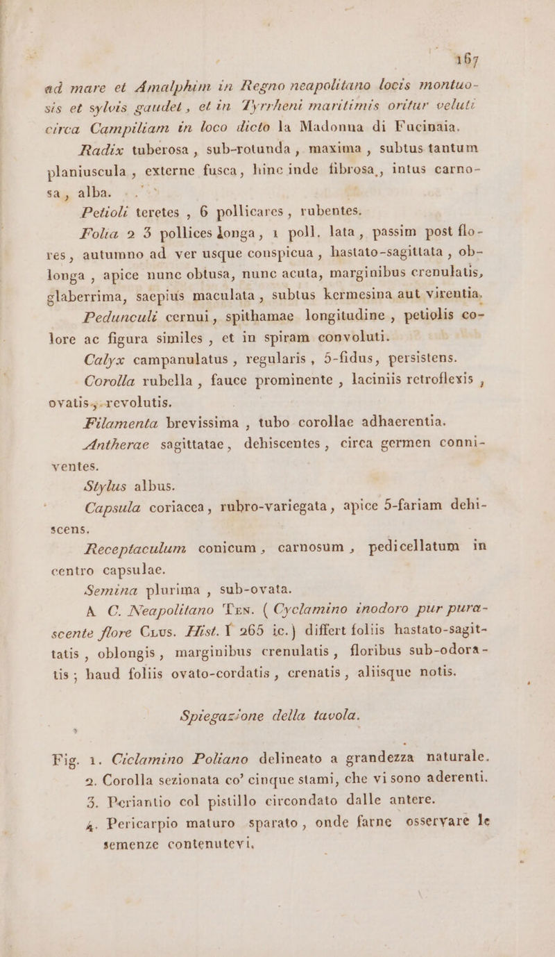 ad mare et Amalphim in Regno neapolitano locis montuo- sis et sylvis gaudet, et in Tyrrheni maritimis oritur veluti circa Campiliam in loco dicto la Madonna di Fucinaia. Radix tuberosa, sub-rotunda, maxima, subtus tantum planiuscula, externe fusca, hinc inde fibrosa,, intus carno- sag alba «+: di: Petioli teretes , 6 pollicares, rubentes. Folia 2 3 pollices Longa, 1 poll. lata, passim post flo- res, autumno ad ver usque conspicua , hastato-sagittata , ob- longa , apice nunc obtusa, nunc acuta, marginibus crenulatis, glaberrima, saepius maculata, subtus kermesina aut virentia. Pedunculi cernui, spithamae longitudine , petiolis co- lore ac figura similes , et in spiram convoluti. Calyx campanulatus , regularis , 5-fidus, persistens. Corolla rubella, fauce prominente , laciniis retroflexis , ovatis,.revolutis. Filamenta brevissima , tubo corollae adhaerentia. Antherae sagittatae, dehiscentes, circa germen conni- ventes. Stylus albus. Capsula coriacca, rubro-variegata, apice 5-fariam dehi- scens. Receptaculum conicum, carnosum, pedicellatum in centro capsulae. Semina plarima , sub-ovata. A_C. Neapolitano Ten. ( Cyclamino inodoro pur pura- scente flore Crus. Hist.1 265 ic.) differt foliis hastato-sagit- tatis, oblongis, marginibus crenulatis, floribus sub-odora - tis; haud foliis ovato-cordatis, crenatis, aliisque notis. Spiegazione della tavola. Fig. 1. Ciclamino Poliano delineato a grandezza naturale. 2. Corolla sezionata co’ cinque stami, che vi sono aderenti. 3. Periantio col pistillo circondato dalle antere. 4. Pericarpio maturo sparato, onde farne osservare le semenze contenutevi,