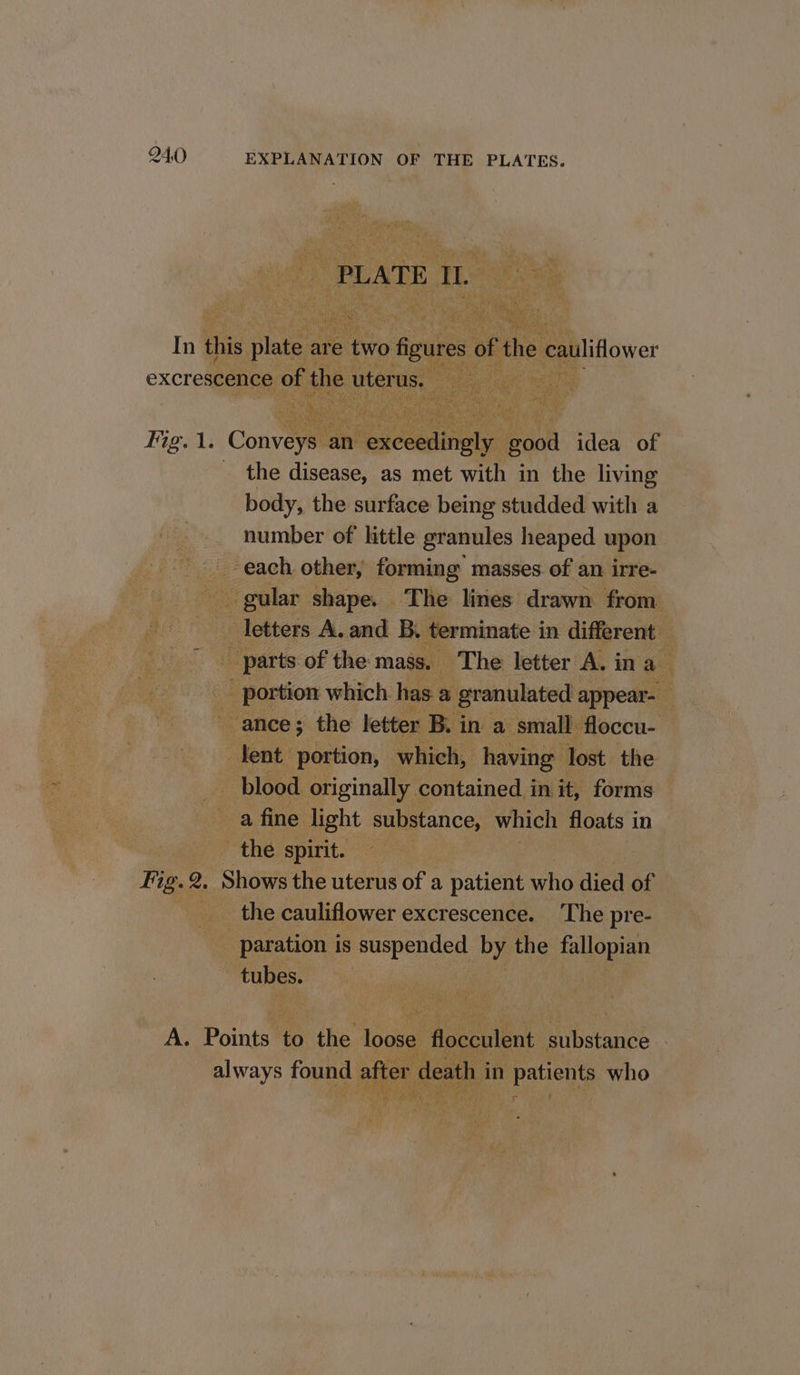 Kh eR. flower , ee i excre Fig. 1. Convey n exceedingly good idea of — ‘ Bs