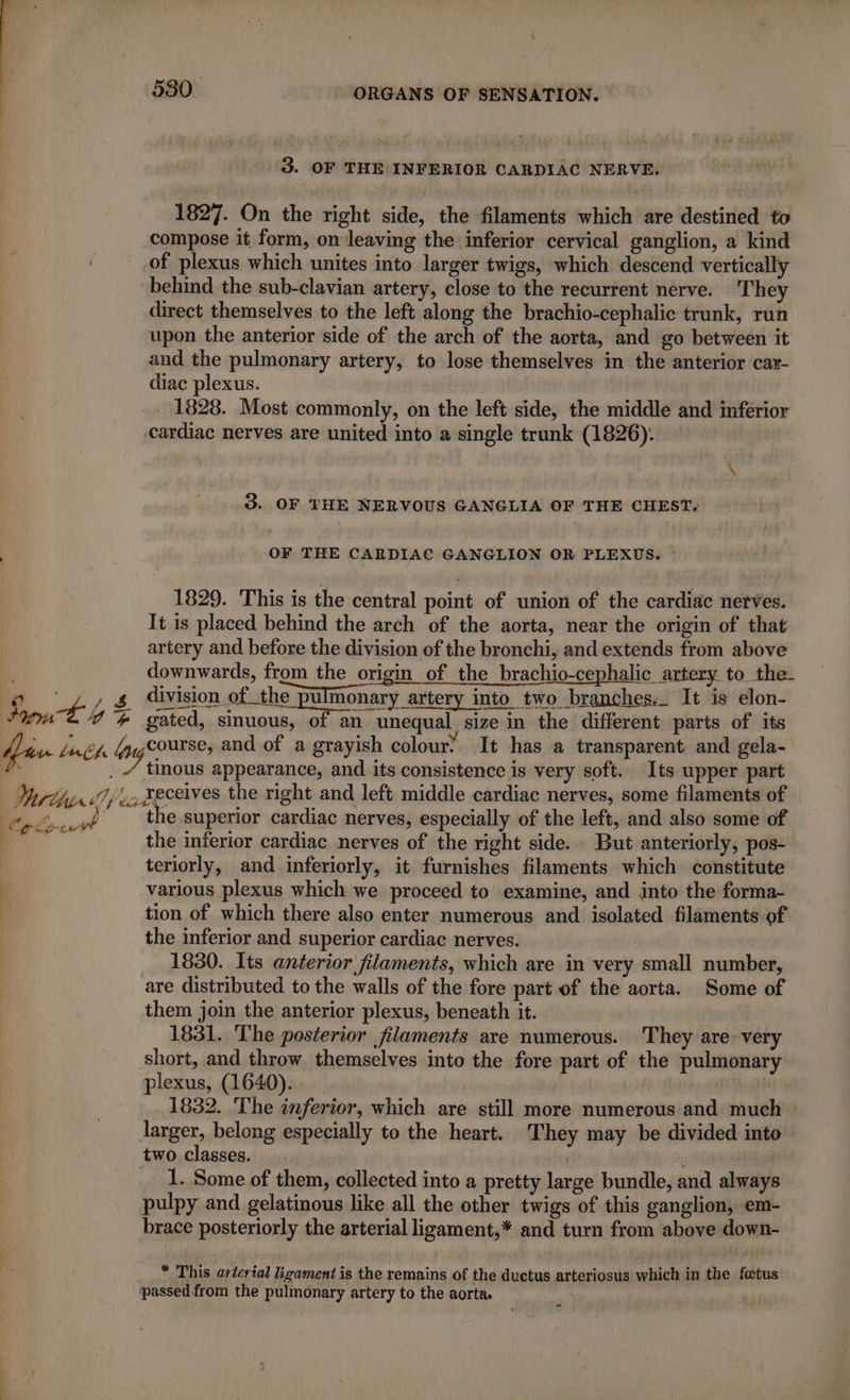 3. OF THE INFERIOR CARDIAC NERVE. 1827. On the right side, the filaments which are destined to compose it form, on leaving the inferior cervical ganglion, a kind | of plexus which unites into larger twigs, which descend vertically behind the sub-clavian artery, close to the recurrent nerve. They direct themselves to the left along the brachio-cephalic trunk, run upon the anterior side of the arch of the aorta, and go between it and the pulmonary artery, to lose themselves in the anterior car- diac plexus. . 1828. Most commonly, on the left side, the middle and inferior cardiac nerves are united into a single trunk (1826). 3. OF THE NERVOUS GANGLIA OF THE CHEST, OF THE CARDIAC GANGLION OR PLEXUS. : 1829. This is the central point of union of the cardiac nerves. It is placed behind the arch of the aorta, near the origin of that artery and before the division of the bronchi, and extends from above downwards, from the origin of the brachio-cephalic artery to the- yy dndsionehahar AT Rent alter dais Htaidntals y into two branches, It is elon- Fou t 4 # gated, sinuous, of an unequal size in the different parts of its fa Las Mag course, and of a grayish colour? It has a transparent and gela- Marin, .xeceives the right and left middle cardiac nerves, some filaments of M _vé the superior cardiac nerves, especially of the left, and also some of the inferior cardiac nerves of the right side. But anteriorly, pos- teriorly, and inferiorly, it furnishes filaments which constitute | various plexus which we proceed to examine, and into the forma- tion of which there also enter numerous and isolated filaments of the inferior and superior cardiac nerves. 1830. Its anterior filaments, which are in very small number, are distributed to the walls of the fore part of the aorta. Some of them join the anterior plexus, beneath it. 1831. The posterior filaments are numerous. They are very short, and throw themselves into the fore part of the pulmonary plexus, (1640). | 1832. The inferior, which are still more numerous and much larger, belong especially to the heart. They may be divided into two classes. 1. Some of them, collected into a pretty large bundle, and always pulpy and gelatinous like all the other twigs of this ganglion, em- brace posteriorly the arterial ligament,* and turn from above down- Ce NT à À * This arterial ligament is the remains of the ductus arteriosus which in the fetus ‘passed from the pulmonary artery to the aorta.