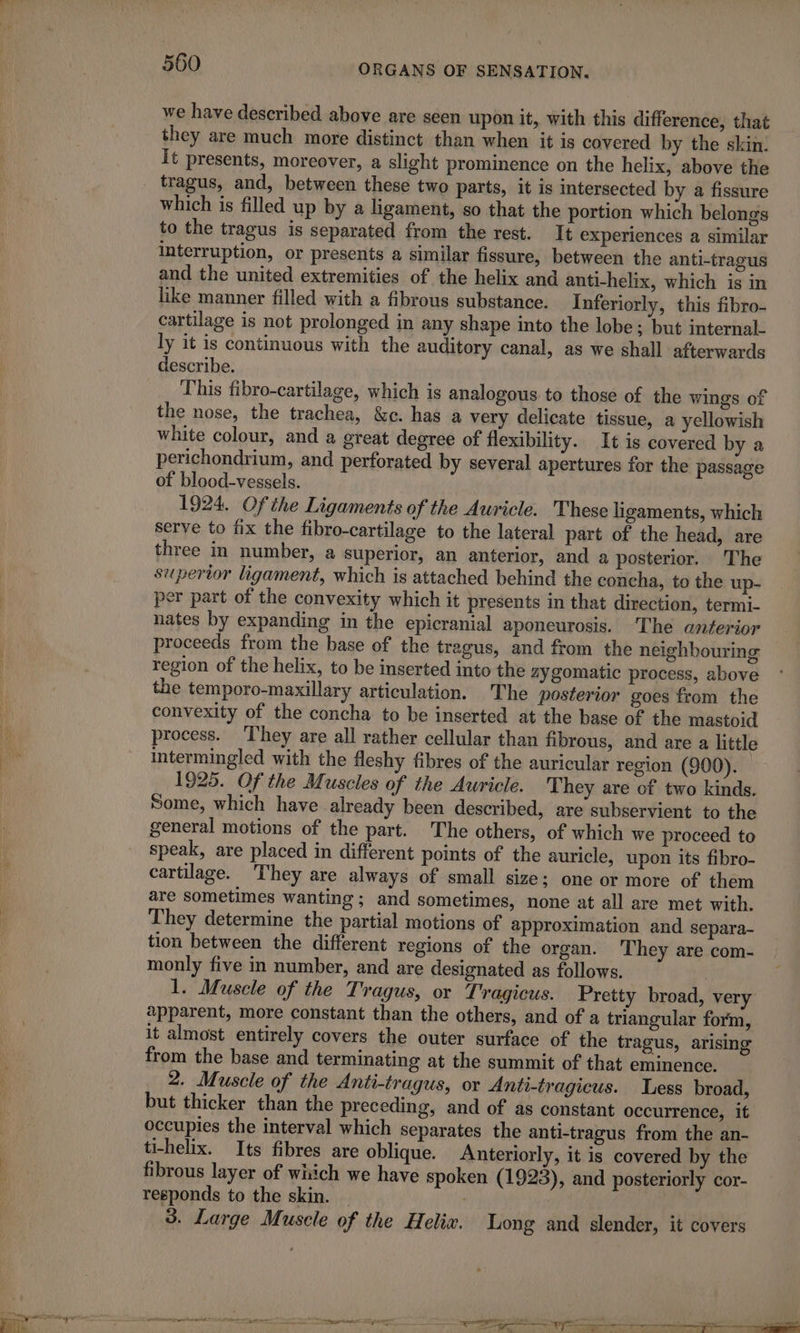 we have described above are seen upon it, with this difference, that they are much more distinct than when it is covered by the skin. It presents, moreover, a slight prominence on the helix, above the tragus, and, between these two parts, it is intersected by a fissure which is filled up by a ligament, so that the portion which belongs to the tragus is separated from the rest. It experiences a similar interruption, or presents a similar fissure, between the anti-tragus and the united extremities of the helix and anti-helix, which is in like manner filled with a fibrous substance. Inferiorly, this fibro- cartilage is not prolonged in any shape into the lobe; but internal. ly it is continuous with the auditory canal, as we shall afterwards describe. This fibro-cartilage, which is analogous to those of the wings of the nose, the trachea, &amp;e. has a very delicate tissue, a yellowish white colour, and a great degree of flexibility. It is covered by a perichondrium, and perforated by several apertures for the passage of blood-vessels. 1924. Of the Ligaments of the Auricle. These ligaments, which serve to fix the fibro-cartilage to the lateral part of the head, are three in number, a superior, an anterior, and a posterior. The supertor ligament, which is attached behind the concha, to the up- per part of the convexity which it presents in that direction, termi- nates by expanding in the epicranial aponeurosis. The anterior proceeds from the base of the tragus, and from the neighbouring region of the helix, to be inserted into the zygomatic process, above the temporo-maxillary articulation. The posterior goes from the convexity of the concha to be inserted at the base of the mastoid process. ‘They are all rather cellular than fibrous, and are a little intermingled with the fleshy fibres of the auricular region (900). 1925. Of the Muscles of the Auricle. They are of two kinds. Some, which have already been described, are subservient to the general motions of the part. The others, of which we proceed to | speak, are placed in différent points of the auricle, upon its fibro- i cartilage. They are always of small size; one or more of them are sometimes wanting; and sometimes, none at all are met with. They determine the partial motions of approximation and separa- tion between the different regions of the organ. ‘They are com- monly five in number, and are designated as follows. 1. Muscle of the Tragus, or Tragicus. Pretty broad, very apparent, more constant than the others, and of a triangular form, it almost entirely covers the outer surface of the tragus, arising from the base and terminating at the summit of that eminence. 2. Muscle of the Anti-tragus, or Anti-tragicus. Less broad, but thicker than the preceding, and of as constant occurrence, it occupies the interval which separates the anti-tragus from the an- ti-helix. Its fibres are oblique. Anteriorly, it is covered by the fibrous layer of which we have spoken (1923), and posteriorly cor- responds to the skin. . 3. Large Muscle of the Helix. Long and slender, it covers nr POOL Ae I eae | eae Ea eae