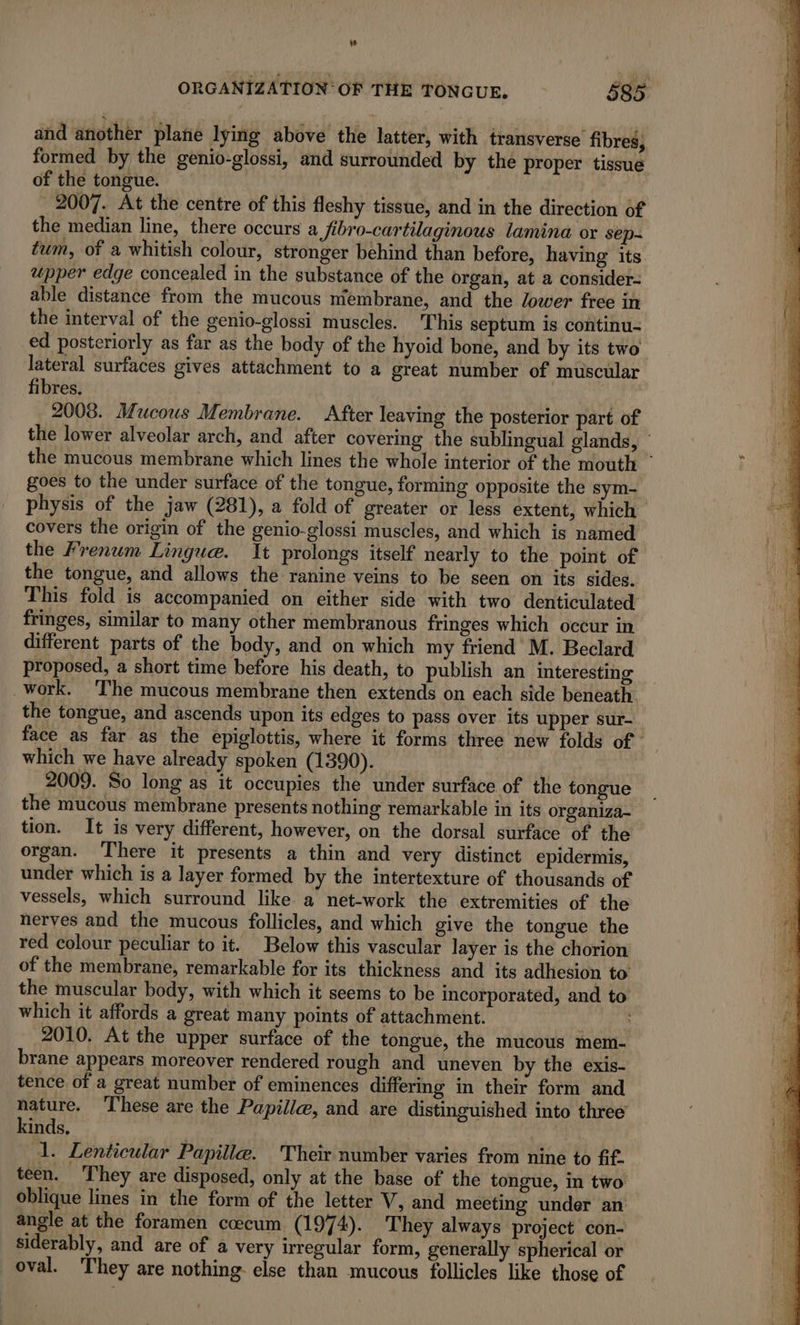and another plane lying above the latter, with transverse fibres, formed by the genio-glossi, and surrounded by the proper tissue of the tongue. 2007. At the centre of this fleshy tissue, and in the direction of the median line, there occurs a fibro-cartilaginous lamina or sep- tum, of a whitish colour, stronger behind than before, having its upper edge concealed in the substance of the organ, at a consider- able distance from the mucous membrane, and the lower free in the interval of the genio-glossi muscles. This septum is continu- ed posteriorly as far as the body of the hyoid bone, and by its two lateral surfaces gives attachment to a great number of muscular fibres. | | 2008. Mucous Membrane. After leaving the posterior part of the lower alveolar arch, and after covering the sublingual glands, the mucous membrane which lines the whole interior of the mouth ~ goes to the under surface of the tongue, forming opposite the sym- physis of the jaw (281), a fold of greater or less extent, which covers the origin of the genio-glossi muscles, and which is named the Frenum Linguæ. It prolongs itself nearly to the point of the tongue, and allows the ranine veins to be seen on its sides. This fold is accompanied on either side with two denticulated fringes, similar to many other membranous fringes which occur in different parts of the body, and on which my friend M. Beclard proposed, a short time before his death, to publish an interesting work. The mucous membrane then extends on each side beneath. the tongue, and ascends upon its edges to pass over its upper sur- face as far as the epiglottis, where it forms three new folds of - which we have already spoken (1390). | 2009. So long as it occupies the under surface of the tongue the mucous membrane presents nothing remarkable in its organiza- tion. It is very different, however, on the dorsal surface of the organ. There it presents a thin and very distinct epidermis, under which is a layer formed by the intertexture of thousands of vessels, which surround like a net-work the extremities of the nerves and the mucous follicles, and which give the tongue the red colour peculiar to it. Below this vascular layer is the chorion of the membrane, remarkable for its thickness and its adhesion to the muscular body, with which it seems to be incorporated, and to which it affords a great many points of attachment. 2010, At the upper surface of the tongue, the mucous mem- brane appears moreover rendered rough and uneven by the exis- tence of a great number of eminences differing in their form and nature. These are the Papillæ, and are distinguished into three kinds, | UN 1. Lenticular Papille. Their number varies from nine to ff. teen. They are disposed, only at the base of the tongue, in two oblique lines in the form of the letter V, and meeting under an angle at the foramen cecum (1974). They always project con- siderably, and are of a very irregular form, generally spherical or oval. They are nothing else than mucous follicles like those of
