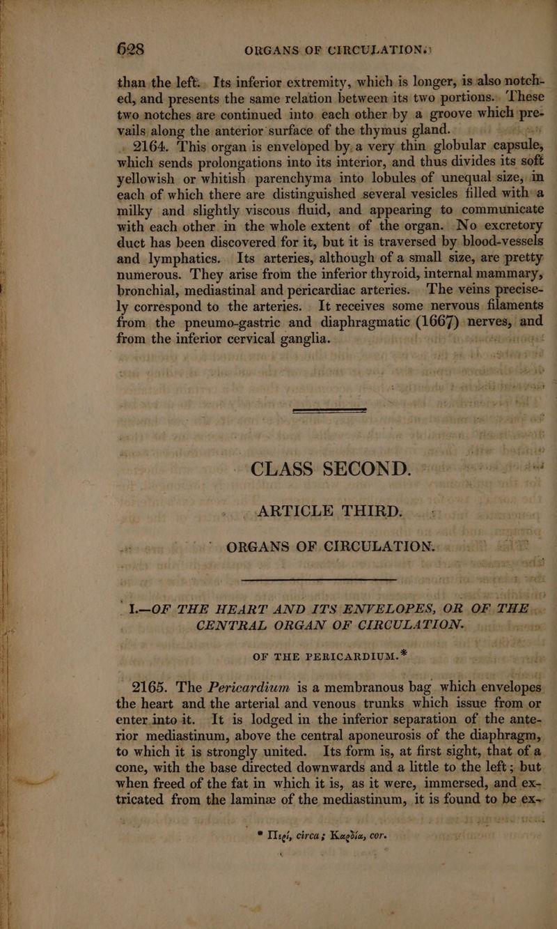 than the left:. Its inferior extremity, which is longer, is also notch- | ed, and presents the same relation between its two portions... These two notches are continued into each other by a groove which pre- vails along the anterior surface of the thymus gland. i Lalit gaat + 2164. This organ is enveloped by,a very thin globular capsule, which sends prolongations into its interior, and thus divides its soft yellowish or whitish parenchyma into lobules of unequal size, in each of which there are distinguished several vesicles filled with a milky and slightly viscous. fluid, and appearing to communicate | with each other in the whole extent of the organ. No. excretory duct has been discovered for it, but it is traversed by blood-vessels and lymphatics. Its arteries, although of a small size, are pretty numerous. They arise from the inferior thyroid, internal mammary, bronchial, mediastinal and pericardiac arteries. The veins precise- ly correspond to the arteries. It receives some nervous filaments from the pneumo-gastric and diaphragmatic (1667) nerves, and BR inn BR NS Spe hee SAE rete HE PTE ee from the inferior cervical ganglia. me. ee Es er) | CLASS: SECOND} tiie More gioidé ARTICLE THIRD. ORGANS OF CIRCULATION. ‘1—OF THE HEART AND ITS ENVELOPES, OR OF THE. CENTRAL ORGAN OF CIRCULATION. . ( OF THE PERICARDIUM.* 2165. The Pericardium is a membranous bag_ which envelopes the heart and the arterial and venous trunks which issue from or enter.into it. It is lodged in the inferior separation of the ante- rior mediastinum, above the central aponeurosis of the diaphragm, to which it is strongly united. Its form is, at first sight, that of a. cone, with the base directed downwards and a little to the left; but. when freed of the fat in which it is, as it were, immersed, and ex. tricated from the laminz of the mediastinum, it is found to be ex~ — * Ils, circa; Kagdia, cor. «