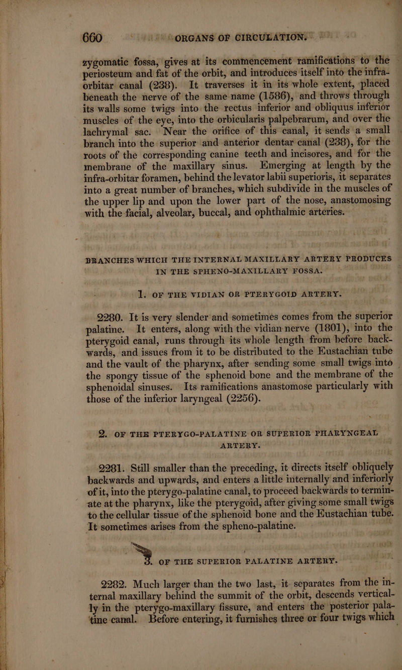 aygomatic fossa, gives at its commencement ramifications to the — periosteum and fat of the orbit, and introduces itself into the infra- orbitar canal (238). It traverses it in its whole extent, placed — beneath the nerve of the same name (1586), and throws through its walls some twigs into the rectus inferior and obliquus inferior muscles of the eye, into the orbicularis palpebrarum, and over the | branch into the superior and anterior dentar canal (238), for the roots of the corresponding canine teeth and incisores, and for the membrane of the maxillary sinus. Emerging at length by the infra-orbitar foramen, behind the levator labii superioris, 1t separates into a great number of branches, which subdivide in the muscles of the upper lip and upon the lower part of the nose, anastomosing — with the facial, alveolar, buccal, and ophthalmic arteries. BRANCHES WHICH THE INTERNAL MAXILLARY ARTERY PRODUCES IN THE SPHENO-MAXILLARY FOSSA. ee 1. OF THE VIDIAN OR PTERYGOID ARTERY. 2280. It is very slender and sometimes comes from the superior palatine. It enters, along with the vidian nerve (1801), into the pterygoid canal, runs through its whole length from before back- wards, and issues from it to be distributed to the Kustachian tube and the vault of the pharynx, after sending some small twigs into _ the spongy tissue of the sphenoid bone and the membrane of the sphenoidal sinuses. Its ramifications anastomose particularly with — those of the inferior laryngeal (2256). 2. OF THE PTERYGO-PALATINE OR SUPERIOR PHARYNGEAL ARTERY. 2281. Still smaller than the preceding, it directs itself obliquely backwards and upwards, and enters a little internally and inferiorly — of it, into the pterygo-palatine canal, to proceed backwards to termin- — ate at the pharynx, like the pterygoid, after giving some small twigs to the cellular tissue of the sphenoid bone and the Eustachian ‘tube. ‘It sometimes arises from the spheno-palatine. | pu 3 OF THE SUPERIOR PALATINE ARTERY. pes 2282. Much larger than the two last, it separates from the m- ternal maxillary behind the summit of the orbit, descends vertical- ly in the pterygo-maxillary fissure, and enters the posterior pala- tine canal. Before entering, it furnishes three or four twigs which