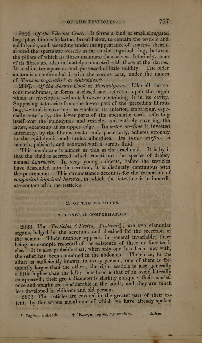 OF THE TESTICLES. © 197 9896. Of the Fibrous Coat. It forms a kind of small elongated. epididymis, and ascending under the appearance of a narrow sheath, around the spermatic vessels as far as the inguinal ring, between the pillars of which its fibres insinuate themselves. Inferiorly, some of its fibres are also intimately connected with those of the dartos. It is thin, transparent, and possessed of little solidity. The older anatomists confounded it with the serous coat, under the names of Tunica vaginalis* or elytroides.f 2897. Of the Serous Coat or Perididymis. Like all the ‘se- rous membranes, it forms a closed sac, reflected upon the organ which it envelopes, without however containing it in its cavity. Supposing it to arise from the lower part of the preceding fibrous bag, we find it covering the whole of its interior, embracing, espe- cially anteriorly, the lower parts of the spermatic cord, reflecting itself over the epididymis and testicle, and entirely covering the latter, excepting at its upper edge. Its owter surface is invested anteriorly by the fibrous coat; and, posteriorly, adheres strongly to the epididymis and tunica albuginea. Its inner surface is smooth, polished, and bedewed with a serous fluid. This membrane is almost as thin as the arachnoid. - It is by it that the fluid is secreted which constitutes the species of dropsy named hydrocele. In very young subjects, before the testicles have descended into the scrotum, it is distinctly continuous with the peritoneum. ‘This circumstance accounts for the formation of congenital inguinal herniæ, in which the intestine is in immedi- ate contact with the testicles. | k 9, OF THE TESTICLES. A. GENERAL CONFORMATION. 9898. The -Testicles (Testes, Testiculi,) are two glandular organs, lodged in the scrotum, and destined for the secretion of the semen. ‘Their number appears in general invariable, there béing no example recorded of the existence of three or four testi- cles. It is also probable that, when only one has been met with, the other has been contained in the abdomen. Their size, in the adult is sufficiently known to every person; one of them is fre- quently larger than the other; the right testicle is also generally a little higher than the left ; their form is that of an ovoid laterally compressed ; their great diameter is slightly oblique ; their consist- ence and weight are considerable in the adult, and they are much less developed in children and old persons. 2899. The testicles are covered in the greater part of their ex- tent, by the serous membrane of which we have already spoken * Vagina, a sheath. + ’Eavureov, vagina, tegumentum, + Advpor.