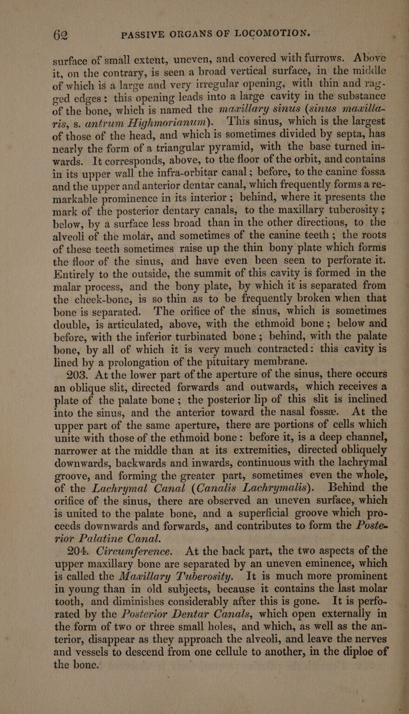 surface of small extent, uneven, and covered with furrows. Above it, on the contrary, is seen a broad vertical surface, in the middle of which is a large and very irregular opening, with thin and rag- ged edges: this opening leads into a large cavity in the substance of the bone, which is named the maaillary sinus (sinus maaiila- ris, s. antrum Highmorianum). This sinus, which is the largest of those of the head, and which is sometimes divided by septa, has nearly the form of a triangular pyramid, with the base turned in- wards. It corresponds, above, to the floor of the orbit, and contains in its upper wall the infra-orbitar canal ; before, to the canine fossa and the upper and anterior dentar canal, which frequently forms a re- markable prominence in its interior ; behind, where it presents the mark of the posterior dentary canals, to the maxillary tuberosity ; alveoli of the molar, and sometimes of the canine teeth; the roots of these teeth sometimes raise up the thin bony plate which forms the floor of the sinus, and have even been seen to perforate it. Entirely to the outside, the summit of this cavity is formed in the malar process, and the bony plate, by which it is separated from the cheek-bone, is so thin as to be frequently broken when that bone is separated. The orifice of the sinus, which is sometimes double, is articulated, above, with the ethmoid bone; below and before, with the inferior turbinated bone; behind, with the palate bone, by all of which it is very much contracted: this cavity is lined by a prolongation of the pituitary membrane. 203. At the lower part of the aperture of the sinus, there occurs an oblique slit, directed forwards and outwards, which receives a plate of the palate bone; the posterior lip of this slit is inclmed into the sinus, and the anterior toward the nasal fosse. At the upper part of the same aperture, there are portions of cells which unite with those of the ethmoid bone: before it, is a deep channel, narrower at the middle than at its extremities, directed obliquely downwards, backwards and inwards, continuous with the lachrymal groove, and forming the greater part, sometimes even the whole, of the Lachrymal Canal (Canalis Lachrymalis). Behind the orifice of the sinus, there are observed an uneven surface, which is united to the palate bone, and a superficial groove which pro- rior Palatine Canal. 204. Circumference. At the back part, the two aspects of the upper maxillary bone are separated by an uneven eminence, which is called the Mavillary Tuberosity. It is much more prominent in young than in old subjects, because it contains the last molar tooth, and diminishes considerably after this is gone. It is perfo- rated by the Posterior Dentar Canals, which open externally in the form of two or three small holes, and which, as well as the an- terior, disappear as they approach the alveoli, and leave the nerves and vessels to descerid from one cellule to another, in the diploe of the bone. | ;