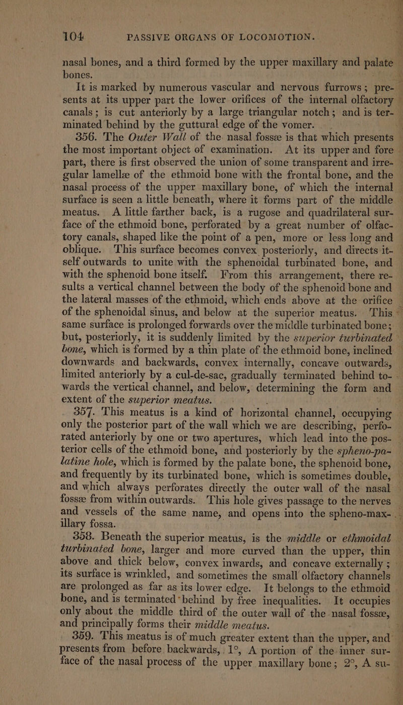 bones. minated behind by the guttural edge of the vomer. 356. The Outer Wall of the. nasal fossee is that which presents the most important object of examination. At its upper and fore 4 gular lamella of the ethmoid bone with the frontal bone, and the meatus. A little farther back, is a rugose and quadrilateral sur- face of the ethmoid bone, perforated by a great number of olfac- _ tory canals, shaped like the point of a pen, more or less long and self outwards to unite with the sphenoidal turbinated bone, and with the sphenoid bone itself. From this arrangement, there re- sults a vertical channel between the body of the sphenoid bone and the lateral masses of the ethmoid, which ends above at the orifice of the sphenoidal sinus, and below at the superior meatus. This 4 downwards and backwards, convex internally, concave outwards, wards the vertical channel, and below, determining the form and extent of the superior meatus. — - terior cells of the ethmoid bone, and posteriorly by the spheno-pa- latine hole, which is formed by the palate bone, the sphenoid bone, illary fossa. are prolonged as far as its lower edge. It belongs to the ethmoid only about the middle third of the outer wall of the nasal fossse, and principally forms their middle meatus. | presents from before backwards, 1°, A portion of the inner sur- ere i