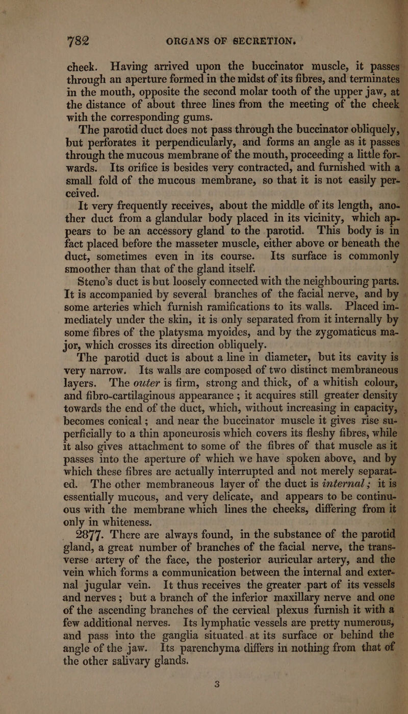 sy cheek. Having arrived upon the buccinator muscle, it passes through an aperture formed in the midst of its fibres, and terminates in the mouth, opposite the second molar tooth of the upper jaw, at the distance of about three lines from the meeting of the cheek with the corresponding gums. The parotid duct does not pass through the buccinator obliquely, but perforates it perpendicularly, and forms an angle as it passes _ through the mucous membrane of the mouth, proceeding a little for- » ceived. smoother than that of the gland itself. some arteries which furnish ramifications to its walls. Placed im- ~ jor, which crosses its direction obliquely. The parotid duct is about a line in diameter, but its cavity is layers. The outer is firm, strong and thick, of a whitish colour, becomes conical; and near the buccinator muscle it gives rise su- ous with the membrane which lines the cheeks, differing from it. only in whiteness. f and pass into the ganglia situated. at its surface or behind the angle of the jaw. Its parenchyma differs in nothing from that of the other salivary glands.