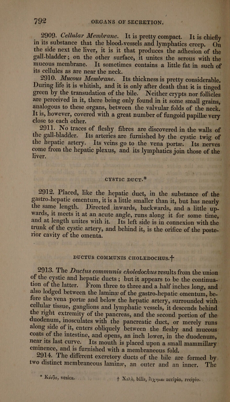 4 792 ORGANS OF SECRETION. 2909. Cellular Membrane. It is pretty compact. It is chiefly in its substance that the blood-vessels and lymphatics creep. On the side next the liver, it is it that produces the adhesion of the : gall-bladder; on the other surface, it unites the serous with the — mucous membrane. It sometimes contains a little fat in such of its cellules as are near the neck. 2910. Mucous Membrane. Its thickness is pretty considerable. During life it is whitish, and it is only after death that it is tinged green by the transudation of the bile. Neither crypts nor follicles : are perceived in it, there being only found in it some small grains, analogous to these organs, between the valvular folds of the neck, It is, however, covered with a great number of fungoid papillee very close to each other. | 2911. No traces of fleshy fibres are discovered in the walls of the gall-bladder. Its arteries are furnished by the cystic twig of the hepatic artery. Its veins go to the vena porte. Its nerves come from the hepatic plexus, and its lymphatics join those of the liver. 3 CYSTIC DUCT.* 2912. Placed, like the hepatic duct, in the substance of the gastro-hepatic omentum, it is a little smaller than it, but has nearly the same length. Directed inwards, backwards, and a little up- wards, it meets it at an acute angle, runs along it for some time, and at length unites with it. Its left side is in connexion with the trunk of the cystic artery, and behind it, is the orifice of the poste- rlor cavity of the omenta. | DUCTUS COMMUNIS CHOLEDOCHUs.+ 2913. The Ductus communis choledochus results from the union 3 of the cystic and hepatic ducts ; but it appears to be the continua-— tion of the latter. From three to three and a half inches long, and — also lodged between the laminz of the gastro-hepatic omentum, be- fore the vena portee and below the hepatic artery, surrounded with — cellular tissue, ganglions and lymphatic vessels, it descends behind the right extremity of the pancreas, and the second portion of the duodenum, inosculates with the pancreatic duct, or merely runs” along side of it, enters obliquely between the fleshy and mucous’ coats of the intestine, and opens, an inch lower, in the duodenum, near its last curve. Its mouth is placed upon a small mammillary eminence, and is furnished with a membraneous fold. _ 2914. The different excretory ducts of the bile are formed by. two distinct membrancous lamin, an outer and an inner. The * Kuohs, vesica. t Xoan, bilis, deg-oas accipio, recipio. -
