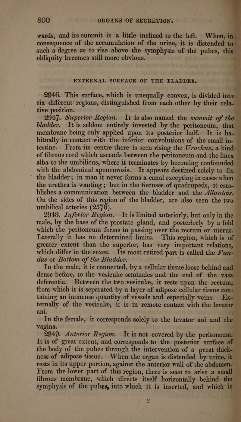 wards, and its summit is a little inclined to the left. When, in. consequence of the accumulation of the urine, it is distended to such a degree as to rise above the symphysis of the pubes, this” obliquity becomes still more obvious. “ge EXTERNAL SURFACE OF THE BLADDER. im 2946. This surface, which is unequally convex, is divided into six different regions, distinguished from each other by their rela- _ tive position. ze 2947. Superior Region. It is also named the summit of the — bladder. It is seldom entirely invested by the peritoneum, that — membrane being only applied upon its posterior half. It is ha- — bitually in contact with the inferior convolutions of the small in- — testine. From its centre there is seen rising the Urachus, a kind: — of fibrous cord which ascends between the peritoneum and the linea — alba to the umbilicus, where it terminates by becoming confounded — with the abdominal aponeurosis. It appears destined solely to fix the bladder; in man it never forms a canal excepting in cases when ~ the urethra is wanting; but in the foetuses of quadrupeds, it esta- _ blishes a communication between the bladder and the Allantois. — On the sides of this region of the bladder, are also seen the two — umbilical arteries (2576). o 2948. Inferior Region. It is limited anteriorly, but only in the — male, by the base of the prostate gland, and posteriorly by a fold — which the peritoneum forms in passing over the rectum or uterus. _ Laterally it has no determined limits. This region, which is of — greater extent than the superior, has very important relations, — which differ in the sexes. Its most retired part is called the Fun. — dus or Bottom of the Bladder. he In the male, it is connected, by a cellular tissue loose behind and _ dense before, to the vesiculee seminales and the end of the vasa — deferentia. Between the two vesicule, it rests upon the rectum, — from which it is separated by a layer of adipose cellular tissue con- _ taining an immense quantity of vessels and especially veins. Ex- — ternally of the vesicule, it is in remote contact with the levator — ani. Pie ie) In the female, it corresponds solely to the levator ani and the — vagina. fa 2949. Anterior Region. It is not covered by the peritoneum. — It is of great extent, and corresponds to the posterior surface of — the body of the pubes through the intervention of a great thick- — ness of adipose tissue. When the organ is distended by urine, it — rests in its upper portion, against the anterior wall of the abdomen. — From the lower part of this region, there is seen to arise a small fibrous membrane, which directs itself horizontally behind the — symphysis of the pubes, into which it is inserted, and which is — ie . it. ~ ]