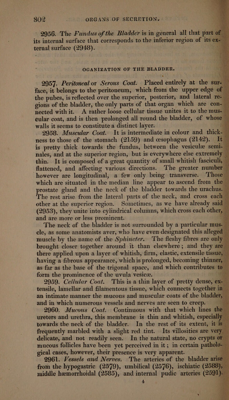 - 2956. The Fundus of the Bladder is in general all that part ¢ # its internal surface that corresponds to the inferior region of its e ternal surface (2948). . OGANIZATION OF THE BLADDER. ‘ | iia 2957. Peritoneal or Serous Coat. Placed entirely at the sur-— face, it belongs to the peritoneum, which from the upper edge of — the pubes, is reflected over the superior, posterior, and lateral re- _ gions of the bladder, the only parts of that organ which are con- — nected with it. A rather loose cellular tissue unites it to the mus- cular coat, and is then prolonged all round the bladder, of whose walls it seems to constitute a distinct layer. if 2958. Muscular Coat. It is intermediate in colour and thick- — ness to those of the stomach (2159) and cesophagus (2142). It — is pretty thick towards the fundus, between the vesicule semi- nales, and at the superior region, but is everywhere else extremely — thin. It is composed of a great quantity of small whitish fasciculi, — flattened, and affecting various directions. The greater number - however are longitudinal, a few only being transverse. Those which are situated in the median line appear to ascend from the prostate gland and the neck of the bladder towards the urachus. — The rest arise from the lateral parts of the neck, and cross each ~ other at the superior region. Sometimes, as we have already said — (2953), they unite into cylindrical columns, which cross each other, and are more or less prominent. “ The neck of the bladder is not surrounded by a particular mus-- cle, as some anatomists aver, who have even designated this alleged muscle by the name of the Sphincter. The fleshy fibres are only brought closer together around it than elsewhere ; and they ar there applied upon a layer of whitish, firm, elastic, extensile tissue, having a fibrous appearance, which is prolonged, becoming thinner, as far as the base of the trigonal space, and which contributes to” form the prominence of the uvula vesice. my 2959. Cellular Coat. This is a thin layer of pretty dense, ex- tensile, lamellar and filamentous tissue, which connects together 1 an intimate manner the mucous and muscular coats of the bladder, and in which numerous vessels and nerves are seen to creep. a 2960. Mucous Coat. Continuous with that which lines ureters and urethra, this membrane is thin and whitish, especia towards the neck of the bladder. In the rest of its extent, it frequently marbled with a slight red tint. Its villosities are very — delicate, and not readily seen. In the natural state, no crypts or — mucous follicles have been yet perceived in it; in certain patholo-— gical cases, however, their presence is very apparent. __ 4 2961. Vessels and Nerves. The arteries of the bladder ar from the hypogastric (2579), umbilical (2576), ischiatic (2588), middle hemorrhoidal (2585), and internal pudic arteries (2591). 4 pe