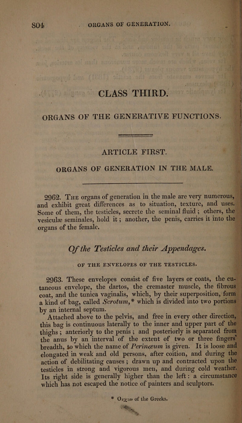 CLASS THIRD. ORGANS OF THE GENERATIVE FUNCTIONS. ARTICLE FIRST. ORGANS OF GENERATION IN THE MALE. Ba f ! : ae rh ny 2962. Tue organs of generation in the male are very numerous, and exhibit great differences as to situation, texture, and uses.” Some of them, the testicles, secrete the seminal fluid ; others, the vesiculee seminales, hold it; another, the penis, carries it into the organs of the female. : LF Of the Testicles and ther Appendages. OF THE ENVELOPES OF THE TESTICLES. a aq 2963. These envelopes consist of five layers or coats, the cu-— taneous envelope, the dartos, the cremaster muscle, the fibro 18 coat, and the tunica vaginalis, which, by their superposition, for a kind of bag, called Scrotwm,* which is divided into two portior by an internal septum. pe Attached above to the pelvis, and free in every other direct this bag is continuous laterally to the inner and upper part of thighs ; anteriorly to the penis; and posteriorly is separated fr the anus by an interval of the extent of two or three fing breadth, to which the name of Perinceum is given. It is loose elongated in weak and old persons, after coition, and during t action of debilitating causes; drawn up and contracted upon testicles in strong and vigorous men, and during cold weat Its right side is generally higher than the left: a circumstance which has not escaped the notice of painters and sculptors. * Ocyov of the Greeks.