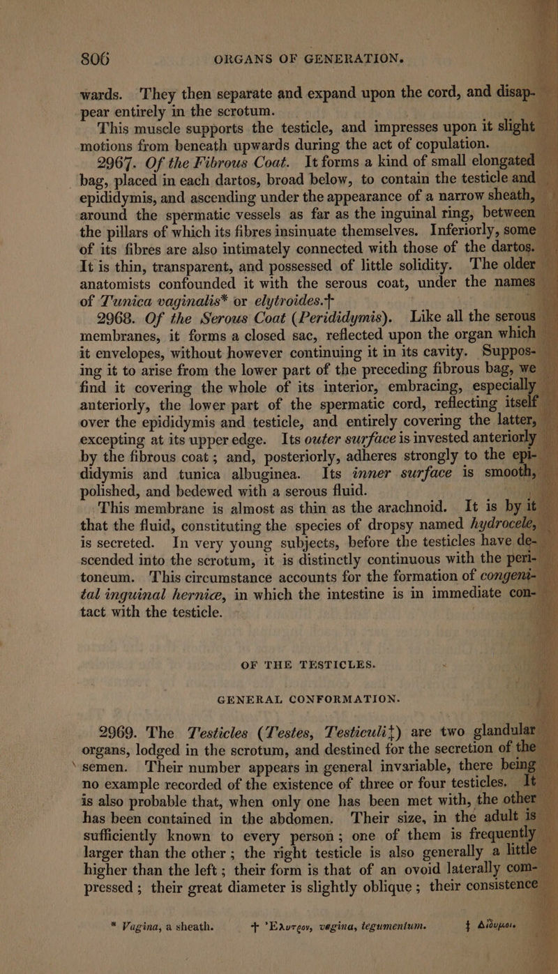 a“ wards. ‘They then separate and expand upon the cord, and disap. 4 This muscle supports the testicle, and impresses upon it slig | motions from beneath upwards during the act of copulation. 2967. Of the Fibrous Coat. It forms a kind of small elongat epididymis, and ascending under the appearance of a narrow sheat around the spermatic vessels as far as the inguinal ring, betwee the pillars of which its fibres insinuate themselves. Inferiorly, some of its fibres are also intimately connected with those of the dartos. It is thin, transparent, and possessed of little solidity. The older anatomists confounded it with the serous coat, under the names of Tunica vaginalis* or elytroides.} ‘ ” i 2968. Of the Serous Coat (Perididymis). Like all the serous membranes, it forms a closed sac, reflected upon the organ which ~ it envelopes, without however continuing it in its cavity. Suppo ing it to arise from the lower part of the preceding fibrous bag, 1 find it covering the whole of its interior, embracing, especiall anteriorly, the lower part of the spermatic cord, reflecting its excepting at its upperedge. Its outer surface is invested anteriorl} by the fibrous coat ; and, posteriorly, adheres strongly to the ey didymis and tunica albuginea. Its inner surface is smoot polished, and bedewed with a serous fluid. i} This membrane is almost as thin as the arachnoid. It is by that the fluid, constituting the species of dropsy named hydroce is secreted. In very young subjects, before the testicles have de- a Py scended into the scrotum, it is distinctly continuous with the peri- toneum. This circumstance accounts for the formation of congent- — tal inguinal hernice, in which the intestine is in immediate com tact with the testicle. ~ : OF THE TESTICLES. . GENERAL CONFORMATION. 2969. The Testicles (Testes, Testiculit) are two glandu organs, lodged in the scrotum, and destined for the secretion of t semen. Their number appears in general invariable, there being no example recorded of the existence of three or four testicles. 1 is also probable that, when only one has been met with, the oth has been contained in the abdomen. ‘Their size, in the adult sufficiently known to every person; one of them is frequent larger than the other ; the right testicle is also generally a lit higher than the left ; their form is that of an ovoid laterally com- pressed ; their great diameter is slightly oblique ; their consistence =, * Vagina,asheath. = + ’Eavrgov, vegina, tegumenium. $ Aiduporn