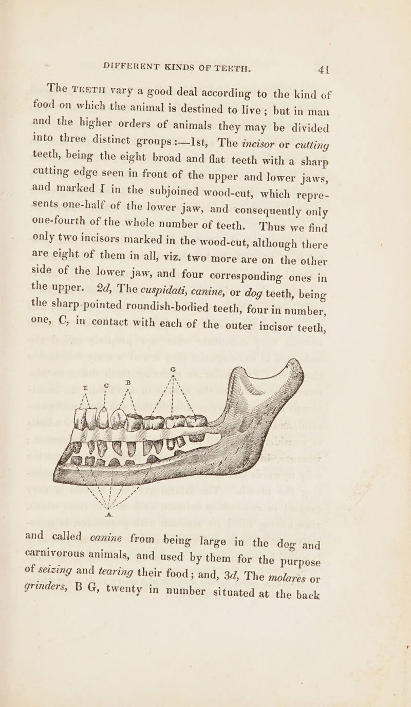 The Trern vary a good deal according to the kind of food on which the animal is destined to live; but in man and the higher orders of animals they may be divided into three distinct groups :—Ist, The zncisor or cutting teeth, being the eight broad and flat teeth with a sharp cutting edge seen in front of the upper and lower jaws, and marked I in the subjoined wood-cut, which repre- sents one-half of the lower jaw, and consequently only one-fourth of the whole number of teeth. Thus we find only two incisors marked in the wood-cut, although there are eight of them in all, viz. two more are on the other side of the lower jaw, and four corresponding ones in the upper. 2d, The cuspidati, canine, or dog teeth, being the sharp-pointed roundish-bodied teeth, four in number, one, C, in contact with each of the outer incisor teeth, R 2 oe i n----~-- ry oa : and called canine from being large in the dog and carnivorous animals, and used by them for the purpose of seizing and tearing their food ; and, 3d, The molares or grinders, B G, twenty in number situated at the back