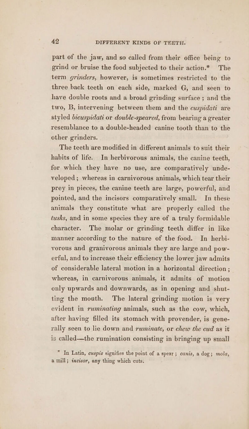 part of the jaw, and so called from their office being to grind or bruise the food subjected to their action.* The term grinders, however, is sometimes restricted to the three back teeth on each side, marked G, and seen to have double roots and a broad grinding surface ; and the two, B, intervening between them and the cuspidati are styled bicuspidati or double-speared, from bearing a greater resemblance to a double-headed canine tooth than to the other grinders. The teeth are modified in different animals to suit their habits of life. In herbivorous animals, the canine teeth, for which they have no use, are comparatively unde- veloped ; whereas in carnivorous animals, which tear their prey in pieces, the canine teeth are large, powerful, and pointed, and the incisors comparatively small. In these animals they constitute what are properly called the éusks, and in some species they are of a truly formidable character. The molar or grinding teeth differ in like manner according to the nature of the food. In herbi- vorous and granivorous animals they are large and pow- erful, and to increase their efficiency the lower jaw admits of considerable lateral motion in a horizontal direction ; whereas, in carnivorous animals, it admits of motion only upwards and downwards, as in opening and shut- ting the mouth. The lateral grinding motion is very evident in ruminating animals, such as the cow, which, after having filled its stomach with provender, is gene- rally seen to lie down and ruminate, or chew the cud as it is called—the rumination consisting in bringing up small “ In Latin, euspis signifies the point of a spear; canis, a dog; mola, a mill; incisor, any thing which cuts.