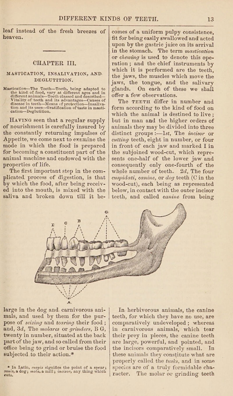 leaf instead of the fresh breezes of heaven. CHAPTER III. MASTICATION, INSALIVATION,. AND. DEGLUTITION, Mastication—The Teeth—Teeth, being adapted to the kind. of food, vary at different ages and in different animals—Teeth classed and described— Vitality of teeth and its advantages—Causes of disease in teeth—Means of protection—Insaliva- tion and its uses—Gratification of'taste in masti- cation—Deglutition, HAVING seen that a regular supply of nourishment is carefully insured by the constantly returning impulses of Appetite, we come next to exemine the mode in which the food is prepared for becoming a constituent part of the animal machine and endowed with the properties of life. The first important step in the com- plicated process of digestion, is that by which the food, after being receiv- ed into the mouth, is mixed with the saliva and broken down till it be- ~ . Re aman — => large in the dog and. carnivorous ani- mals, and used by them for the pur- pose of seizing and tearing their food ; and, 3d, The molares or grinders, BG, twenty in number, situated at the back part of the jaw, and so called from their office being to grind or bruise the food subjected to their action.* * In Latin, cuspis signifies the point of a spear; cunis,a dog; mola,a mill; incisor, any thing which ¢uts, @ 7 13 comes of a uniform pulpy consistence, upon by the gastric juice on its arrival or chewing is used to denote this ope- ration; and the chief instruments by which it is performed are the teeth, the jaws, the muscles which move the jaws, the tongue, and the salivary glands. On each of these we shall offer a few observations. The TEETH differ in number and form according to the kind of food on which the animal is destined to live; but in man and the higher orders of animals they may be divided into three distinct groups :—Ilst, The tncisor or cutting teeth, eight in number, or four in front of each jaw and marked I in the subjoined wood-cut, which repre- sents one-half of the lower jaw and consequently only one-fourth of the whole number of teeth. 2d, The four cuspidati, canine, or dog teeth (C in the wood-cut), each being as represented below, in contact. with the outer incisor teeth, and called canine from being In. herbivorous animals, the canine teeth, for which they have no use, are comparatively undeveloped ; whereas in carnivorous animals, which tear their prey in pieces, the canine teeth are large, powerful, and pointed, and the incisors comparatively small. In these animals they constitute what are properly called the tusks, and in some species are of a truly formidable cha- racter. The molar or grinding teeth