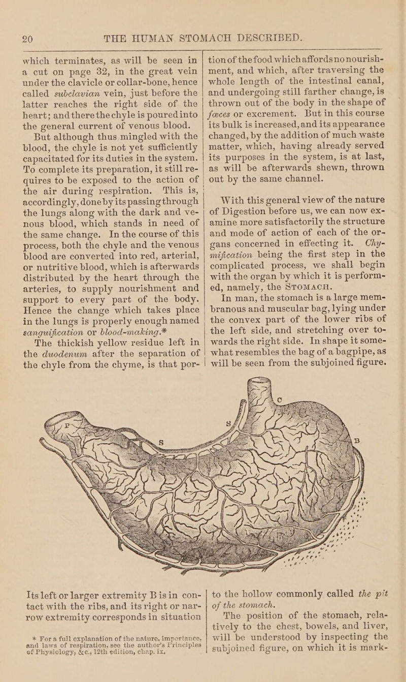 a cut on page 32, in the great vein under the clavicle or collar-bone, hence called subclavian vein, just before the latter reaches the right side of the heart; and there the chyle is poured into the general current of venous blood. But although thus mingled with the blood, the chyle is not yet sufficiently capacitated for its duties in the system. To complete its preparation, it still re- quires to be exposed to the action of the air during respiration. accordingly, done by its passing through the lungs along with the dark and ve- nous blood, which stands in need of the same change. In the course of this process, both the chyle and the venous blood are converted into red, arterial, or nutritive blood, which is afterwards distributed by the heart through the arteries, to supply nourishment and support to every part of the body. Hence the change which takes place in the lungs is properly enough named sanguification or blood-making.* The thickish yellow residue left in the duodenum after the separation of tion of the food which affordsno nourish- ment, and which, after traversing the whole length of the intestinal canal, and undergoing still farther change, is thrown out of the body in the shape of feces or excrement. But in this course its bulk is increased, and its appearance changed, by the addition of much waste matter, which, having already served its purposes in the system, is at last, as will be afterwards shewn, thrown out by the same channel. With this general view of the nature of Digestion before us, we can now ex- amine more satisfactorily the structure and mode of action of each of the or- gans concerned in effecting it. Chy- mification being the first step in the complicated process, we shall begin with the organ by which it is perform- ed, namely, the STOMACH. In man, the stomach is a large mem- branous and muscular bag, lying under the convex part of the lower ribs of the left side, and stretching over to- wards the right side. In shape it some- what resembles the bag of a bagpipe, as will be seen from the subjoined figure. Its left or larger extremity Bisin con- tact with the ribs, and its right or nar- row extremity corresponds in situation * Fora full explanation of the nature, importance, and laws of respiration, see the author’s Principles of Physiology, &amp;¢., 12th edition, chap. ix, to the hollow commonly called the pit of the stomach. The position of the stomach, rela- tively to the chest, bowels, and liver, will be understood by inspecting the subjoined figure, on which it is mark-