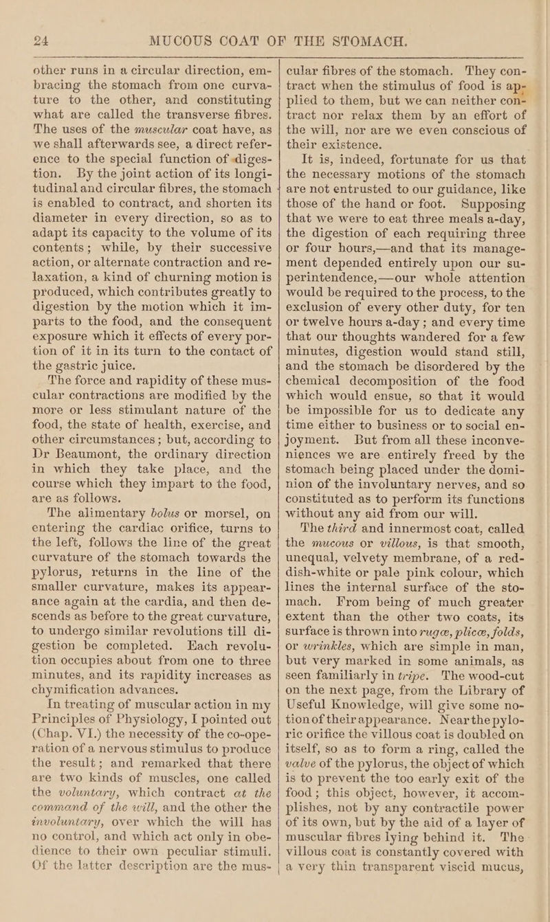 other runs in a circular direction, em- bracing the stomach from one curva- ture to the other, and constituting what are called the transverse fibres. The uses of the muscular coat have, as we shall afterwards see, a direct refer- ence to the special function of &lt;diges- tion. By the joint action of its longi- is enabled to contract, and shorten its diameter in every direction, so as to adapt its capacity to the volume of its contents; while, by their successive action, or alternate contraction and re- laxation, a kind of churning motion is produced, which contributes greatly to digestion by the motion which it im- parts to the food, and the consequent exposure which it effects of every por- tion of it in its turn to the contact of the gastric juice. The force and rapidity of these mus- cular contractions are modified by the more or less stimulant nature of the food, the state of health, exercise, and other circumstances ; but, according tc Dr Beaumont, the ordinary direction in which they take place, and the course which they impart to the food, are as follows. The alimentary bolus or morsel, on entering the cardiac orifice, turns to the left, follows the line of the great curvature of the stomach towards the pylorus, returns in the line of the smaller curvature, makes its appear- ance again at the cardia, and then de- scends as before to the great curvature, to undergo similar revolutions till di- gestion be completed. Each revolu- tion occupies about from one to three minutes, and its rapidity increases as chymification advances. In treating of muscular action in my Principles of Physiology, I pointed out (Chap. VI.) the necessity of the co-ope- ration of a nervous stimulus to produce the result; and remarked that there are two kinds of muscles, one called the voluntary, which contract at the command of the will, and the other the tnvoluntary, over which the will has no control, and which act only in obe- dience to their own peculiar stimuli. Of the latter description are the mus- cular fibres of the stomach. They con- tract when the stimulus of food is ap- plied to them, but we can neither con- tract nor relax them by an effort of the will, nor are we even conscious of their existence. It is, indeed, fortunate for us that the necessary motions of the stomach are not entrusted to our guidance, like those of the hand or foot. Supposing that we were to eat three meals a-day, the digestion of each requiring three or four hours,—and that its manage- ment depended entirely upon our su- perintendence,—our whole attention would be required to the process, to the exclusion of every other duty, for ten or twelve hours a-day ; and every time that our thoughts wandered for a few minutes, digestion would stand still, and the stomach be disordered by the chemical decomposition of the food which would ensue, so that it would be impossible for us to dedicate any time either to business or to social en- joyment. But from all these inconve- niences we are entirely freed by the stomach being placed under the domi- nion of the involuntary nerves, and so constituted as to perform its functions without any aid from our will. The third and innermost coat, called the mucous or villous, is that smooth, unequal, velvety membrane, of a red- dish-white or pale pink colour, which lines the internal surface of the sto- mach. From being of much greater extent than the other two coats, its surface is thrown into ruge, plice, folds, or wrinkles, which are simple in man, but very marked in some animals, as seen familiarly in tripe. The wood-cut on the next page, from the Library of Useful Knowledge, will give some no- tionof theirappearance. Nearthe pylo- ric orifice the villous coat is doubled on itself, so as to form a ring, called the valve of the pylorus, the object of which is to prevent the too early exit of the food ; this object, however, it accom- plishes, not by any contractile power of its own, but by the aid of a layer of muscular fibres lying behind it. The villous coat is constantly covered with | @ very thin transparent viscid mucus,