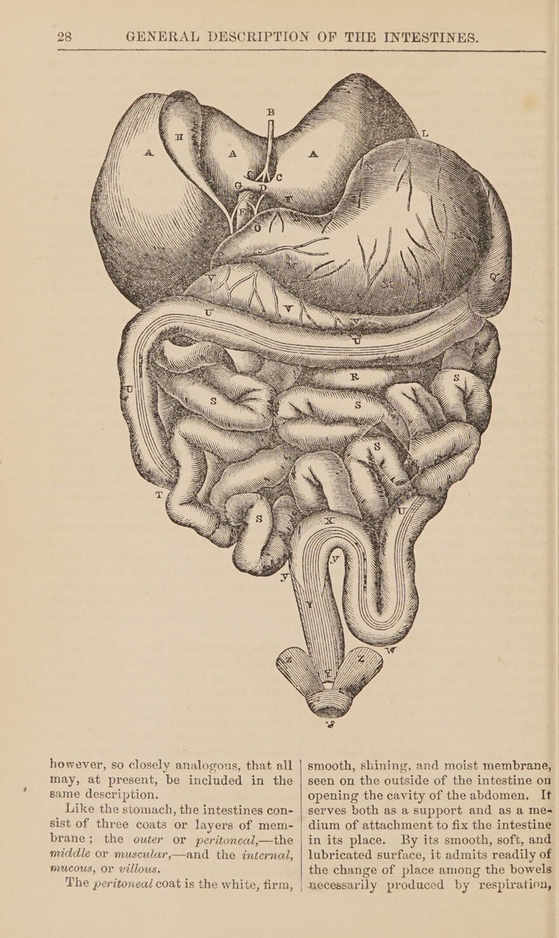 however, so closely analogous, that all may, at present, be included in the same description. Like the stomach, the intestines con- sist of three coats or layers of mem- brane; the outer or peritoneal,—the middle or muscular,—and the internad, mucous, or villous. The peritoneal coat is the white, firm, smooth, shining, and moist membrane, seen on the outside of the intestine on opening the cavity of the abdomen. It serves both as a support and as a me- dium of attachment to fix the intestine in its place. By its smooth, soft, and lubricated surface, it admits readily of the change of place among the bowels | necessarily produced by respiration,