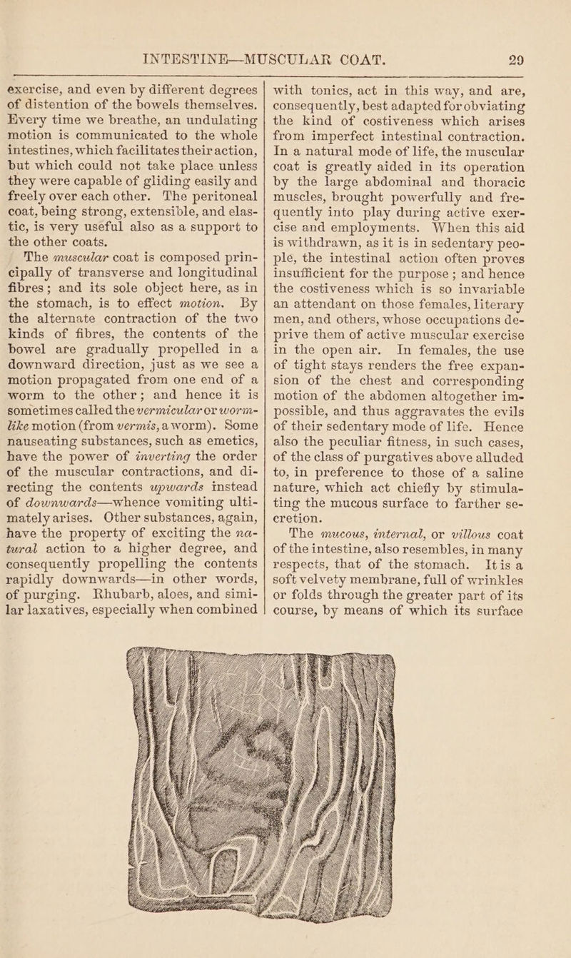 exercise, and even by different degrees of distention of the bowels themselves. Hvery time we breathe, an undulating motion is communicated to the whole intestines, which facilitates their action, but which could not take place unless they were capable of gliding easily and freely over each other. The peritoneal coat, being strong, extensible, and elas- tic, is very useful also as a support to the other coats. The muscular coat is composed prin- cipally of transverse and longitudinal fibres; and its sole object here, as in the stomach, is to effect motion. By the alternate contraction of the two kinds of fibres, the contents of the bowel are gradually propelled in a downward direction, just as we see a motion propagated from one end of a worm to the other; and hence it is sometimes called the vermicular or worm- like motion (from vermis,a worm). Some nauseating substances, such as emetics, have the power of inverting the order of the muscular contractions, and di- recting the contents upwards Instead of downwards—whence vomiting ulti- mately arises. Other substances, again, have the property of exciting the na- tural action to a higher degree, and consequently propelling the contents rapidly downwards—in other words, of purging. Rhubarb, aloes, and simi- lar laxatives, especially when combined 21/7 77 Lee Za with tonics, act in this way, and are, consequently, best adapted for obviating the kind of costiveness which arises from imperfect intestinal contraction. In a natural mode of life, the muscular coat is greatly aided in its operation by the large abdominal and thoracic muscles, brought powerfully and fre- quently into play during active exer- cise and employments. When this aid is withdrawn, as it is in sedentary peo- ple, the intestinal action often proves insufficient for the purpose ; and hence the costiveness which is so invariable an attendant on those females, literary men, and others, whose occupations de- prive them of active muscular exercise in the open air. In females, the use of tight stays renders the free expan- sion of the chest and corresponding motion of the abdomen altogether im- possible, and thus aggravates the evils of their sedentary mode of life. Hence also the peculiar fitness, in such cases, of the class of purgatives above alluded to, in preference to those of a saline nature, which act chiefly by stimula- ting the mucous surface to farther se- cretion. The mucous, internal, or villous coat of the intestine, also resembles, in many respects, that of the stomach. Itisa soft velvety memhrane, full of wrinkles or folds through the greater part of its course, by means of which its surface ; ka \Y £ INQ, \