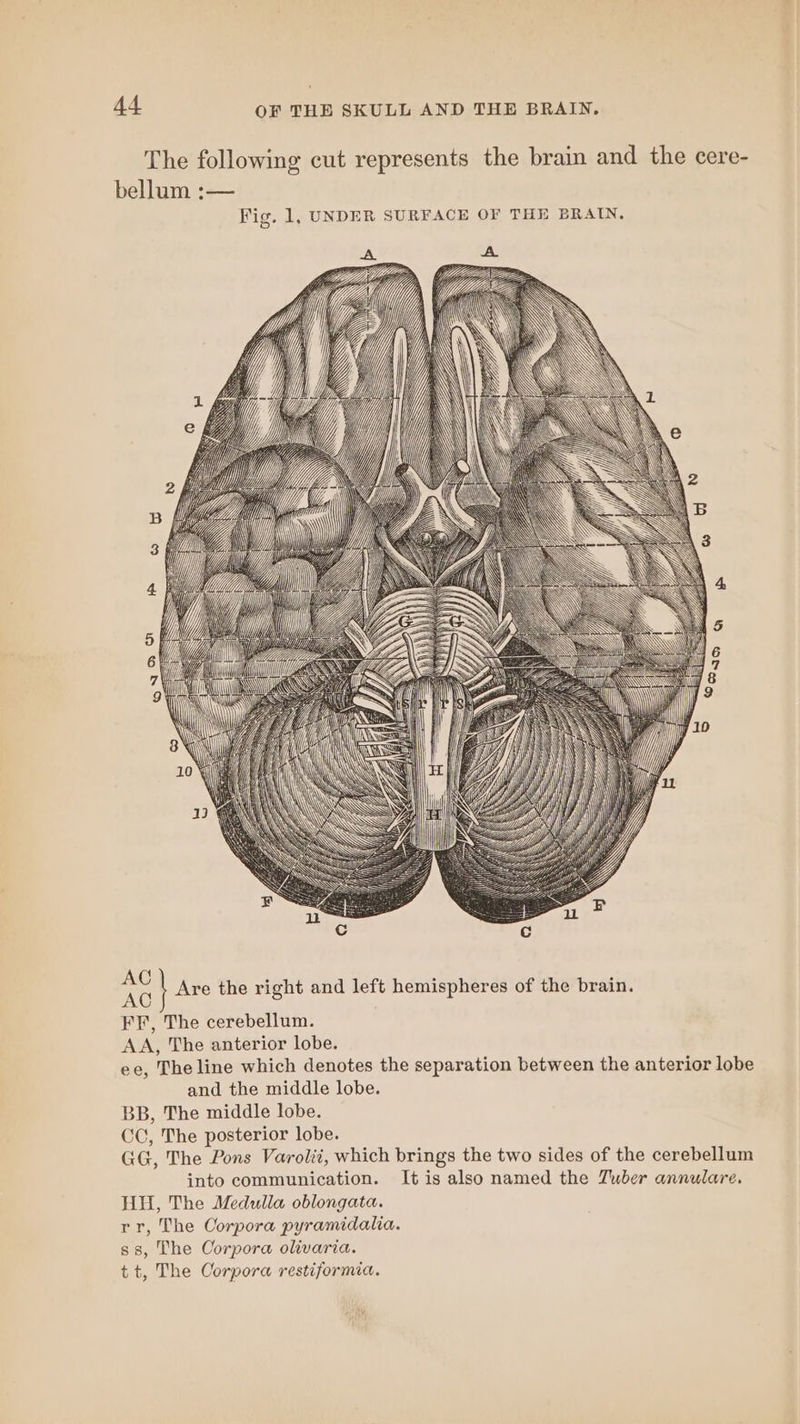 AC Ac FF, The cerebellum. AA, The anterior lobe. ee, The line which denotes the separation between the anterior lobe and the middle lobe. BB, The middle lobe. CC, The posterior lobe. GG, The Pons Varolii, which brings the two sides of the cerebellum into communication. It is also named the Tuber annulare. HH, The Medulla oblongata. rr, The Corpora pyramidalia. ss, The Corpora olivaria. tt, The Corpora restiformia. Are the right and left hemispheres of the brain.