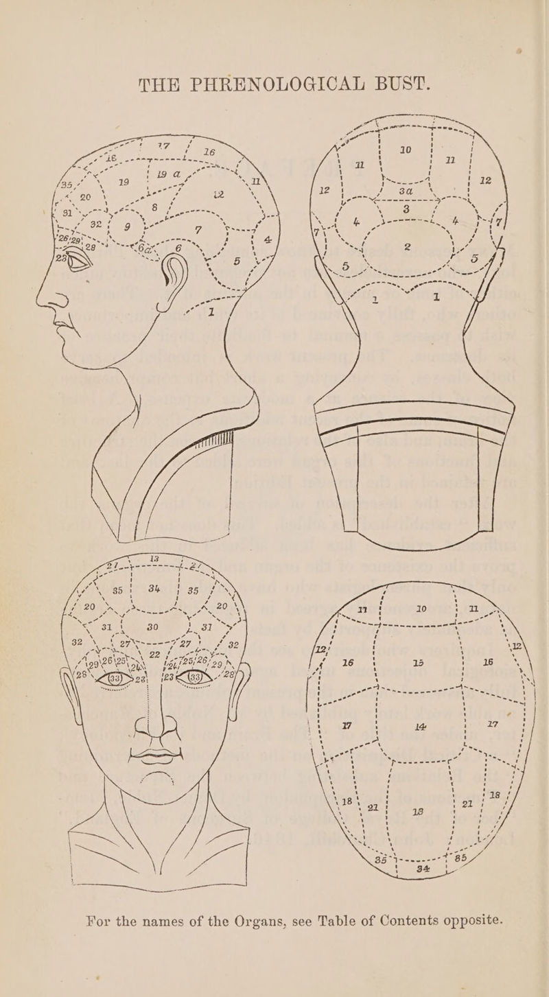 THE PHRENOLOGICAL BUST. aeae= \ an mY li tne ahead Ts.. ~ ' “27 30 Soe 7~ &gt; ‘ isos ele ote s - 1 ree ern tee . For the names of the Organs, see Table of Contents opposite.
