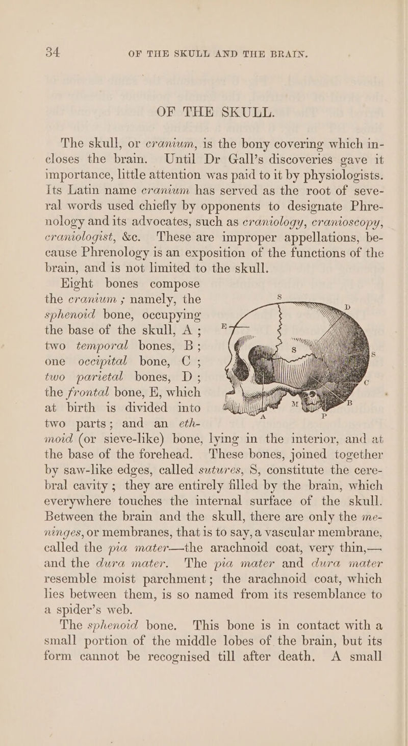 OF THE SKULL. The skull, or cranium, is the bony covering which in- closes the brain. Until Dr Gall’s discoveries gave it importance, little attention was paid to it by physiologists. Its Latin name cranium has served as the root of seve- ral words used chiefly by opponents to designate Phre- nology and its advocates, such as craniology, cranioscopy, crantologist, &e. These are improper appellations, be- cause Phrenology is an exposition of the functions of the brain, and is not limited to the skull. Hight bones compose the cranium ; namely, the sphenoid bone, occupying the base of the skull, A ; two temporal bones, B; one occipital bone, C ; two parietal bones, D ; the frontal bone, E, which at birth is divided into two parts; and an eth- moid (or sieve-like) bone, lying in the iterior, and at the base of the forehead. These bones, joimed together by saw-like edges, called sutwres, S, constitute the cere- bral cavity ; they are entirely filled by the brain, which everywhere touches the internal surface of the skull. Between the brain and the skull, there are only the me- ninges, or membranes, that is to say,a vascular membrane, called the pia mater—the arachnoid coat, very thin,— and the dura mater. The pia mater and dura mater resemble moist parchment; the arachnoid coat, which lies between them, is so named from its resemblance to a spider’s web. The sphenoid bone. This bone is in contact with a small portion of the middle lobes of the brain, but its form cannot be recognised till after death. A small