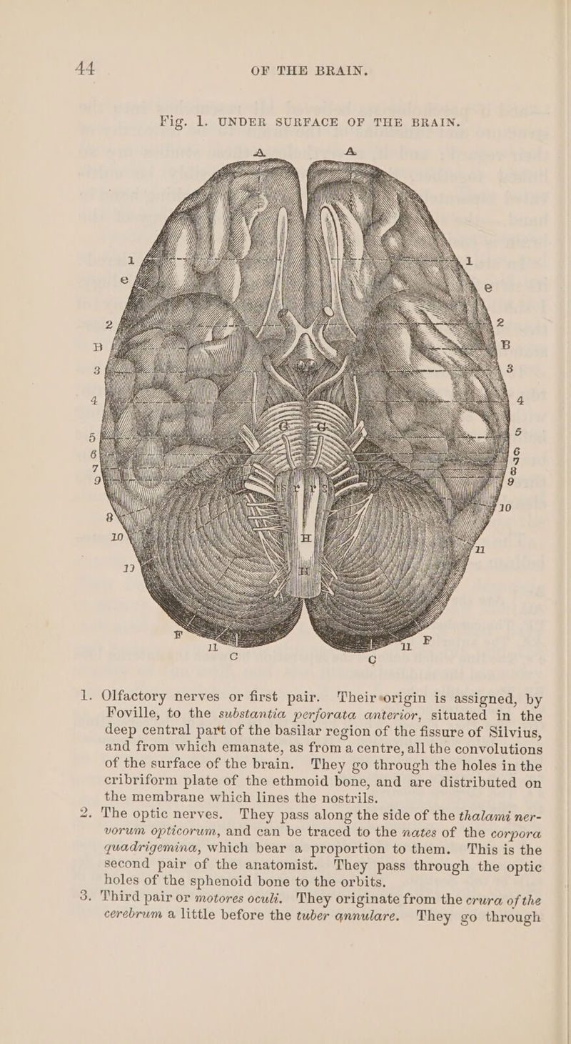 bo Foville, to the substantia perforata anterior, situated in the deep central part of the basilar region of the fissure of Silvius, and from which emanate, as from a centre, all the convolutions of the surface of the brain. They go through the holes in the cribriform plate of the ethmoid bone, and are distributed on the membrane which lines the nostrils. yorum opticorum, and can be traced to the nates of the corpora quadrigemina, which bear a proportion to them. This is the second pair of the anatomist. They pass through the optic holes of the sphenoid bone to the orbits. cerebrum a little before the tuber qnnulare. They go through