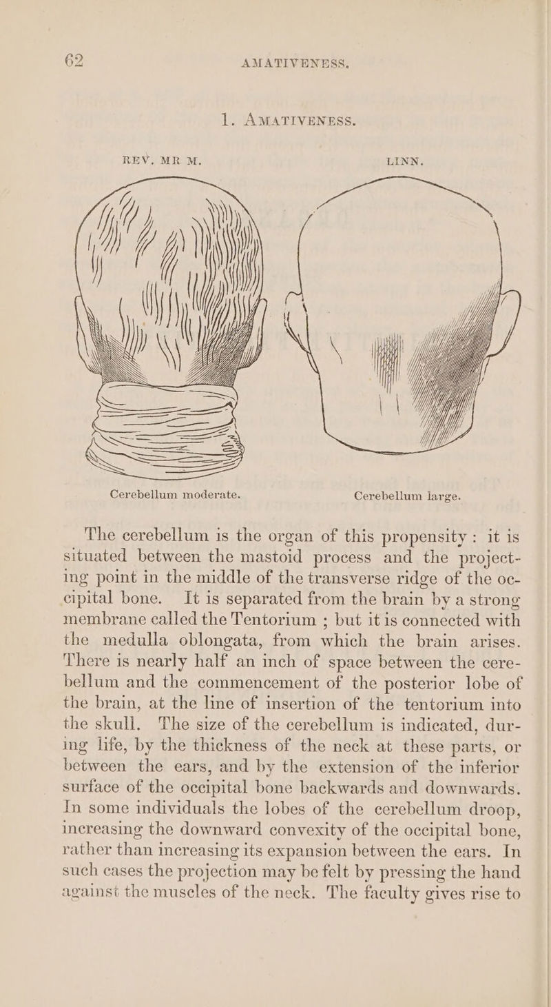 1. AMATIVENESS. REV. MR M. LINN. The cerebellum is the organ of this propensity : it is situated between the mastoid process and the project- ing point in the middle of the transverse ridge of the oc- cipital bone. It is separated from the brain by a strong membrane called the Tentorium ; but it is connected with the medulla oblongata, from which the brain arises. There is nearly half an inch of space between the cere- bellum and the commencement of the posterior lobe of the brain, at the line of insertion of the tentorium into the skull. The size of the cerebellum is indicated, dur- ing life, by the thickness of the neck at these parts, or between the ears, and by the extension of the inferior surface of the occipital bone backwards and downwards. In some individuals the lobes of the cerebellum droop, increasing the downward convexity of the occipital bone, rather than increasing its expansion between the ears. In such cases the projection may be felt by pressing the hand against the muscles of the neck. The faculty gives rise to