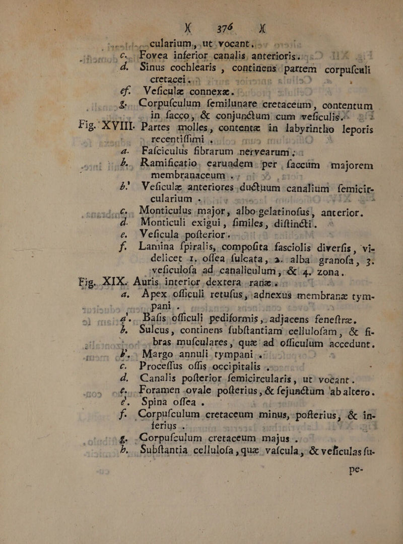 BCGS X estis eularium, ut. vocant, - | .Fovea inferior canalis, antetioris. 5.9 13 | y, Sinus cochlearis , continens. (ria corpufculi ctetacein jus€ 30h à cf. Veficula connexz. - ; A Corpufculum femilunare cretaceum, contentum in facco, .&amp; conjunctum cum weficulis. 22 Fig.' XVIII. Partes molles, contente in ENIMS leporis recentiffimi . ni 4. Faíciculus fibrarum .nervearum ; L2 Ramificatio. earundem per faccum majorem membranaceum .:; . cularium ., * .£».. Monticulus . major; albo. pelátinofufl anterior. 4d. Monticuli exigui, fimiles, diftincti. &amp;. Veficula poflerior. f. Lamina fpiralis, compofita fasciolis diverfi Is, vi- delicet 1. offea, fulcata ,. 3. alba. granofa , 3. veficulofa ad. canaliculum ;-&amp; 4. Zona. Fig. XIX. Auris. interior dextera —— a. Apex. offi culi retufus , 'adnexus membranz tym- panis 4... Bafis officuli pediformis , pugna feneflrz., à, Sulcus, continens fubítantiam cellulofam, &amp; fi- s. bras. mufculares , qu&amp;' ad — accedunt, FK... Margo annuli tympani .: €. Proceffus offis occipitalis ., 4. Canalis poflerior femicircularis, ut' vocant. £.... Foramen .ovale pofterius, apio er oa ab altero. €. Sau pleas do f. Corpuículum cretaceum nins: poferius, &amp; in- ferius . ; £. Gorpufzulum cretaceum majus P b. Subflantia cellulofa , quz. vaícula ,&amp; veficulas fa- p sd
