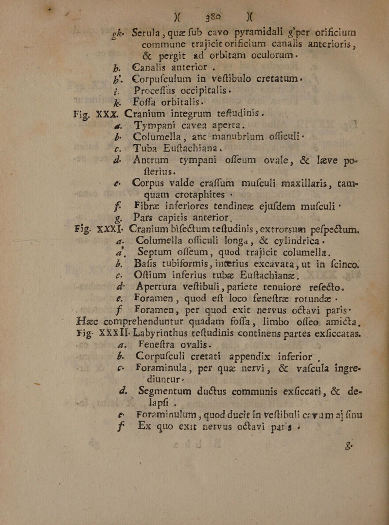 X jum ^ A | Setula, que fub cavo pyramidali gper orificium J| commune trajicit orificium canalis anterioris , &amp; pergit sd orbitam oculorum . Canalis anteriot . Corpufculum in veftibalu: cretatum. Proceffus occipitalis. Foffa orbitalis. 5. P t. H. e f Tympani cavea aperta. Columella, ant manubrium officuli - Tuba Euftachiana. Antrum tympani offeum ovale, &amp; leve po- ftlerius. Corpus valde craffum TITAN maxillaris, tam. quam crotaphites : Fibre inferiores tendinez ejufdem mufculi ; Pars capitis anterior, Columella officuli longa, &amp; cylindrica. Septum offeum, quod trajicit columella. Bafis tubiformis , interius excavata,ut in [cinco, Oflium inferius tube Euflachianz . Apertura veftibuli , pariete tenuiore refecto. Foramen , quod eft loco feneítre rotundze . Foramen, pet quod exit nervus octavi paris: a. P. Feneflra ovalis. j Corpufículi cretati appendix inferior , Foraminula, per qua nervi, &amp; vafcula ingre- diuntur: lapfi . Foraminulum , quod ducit in veftibuli cavam al finu Ex quo exit nervus octavi pars : g.