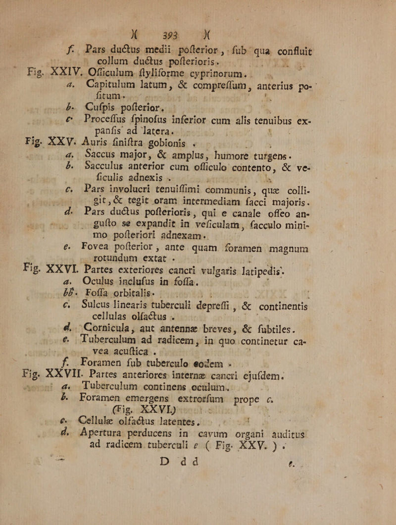 collum duétus poflerioris. b. fitum. . 4- Cufpis poílerior. 1 € Proceffus fpinofus inferior cum alis tenuibus ex- panfis ad latera. DNI o cos 4. Capitulum latum, &amp; compreffum, anterius po-: 4. Saccus major, &amp; amplus, humore turgens. b. Sacculus anterior cum officulo contento, &amp; ve- j ficulis adnexis . i | s c. Pars involucri tenuiffimi communis, qux colli. git,&amp; tegit oram intermediam facci majoris. guíto se expandit in veficulam, facculo mini- mo pofleriori adnexam. €. Fovea poflerior , ante. quam. foramen magnum . rotundum extat . | | Fig. X 4. Oculus inclufus in foffa. €. Sulcus linearis tuberculi depreffi , &amp; | continentis cellulas olfactus . TR A S €, Cornicula, aut antenne breves, &amp; fubtiles. vea acuflica . «&amp;, uberculum continens oculum... | &amp;. Foramen emergens extrotfum prope c. (Fig. XXVI) L.d : à €. Cellule olfactus latentes. um .. d. Apertura perducens in cavum organi auditus ad radicem tuberculi e ( Fig. XXV. ) . f E