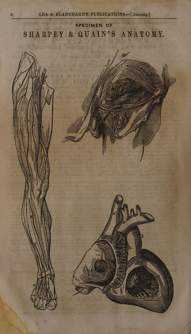 SPECIMEN OF SHARPEY &amp; QUAIN’S ANATOMY. my Mitt reat ORT onze —— ———$— Sy, ea: = . ~4 ee — cE Tn = SS Se