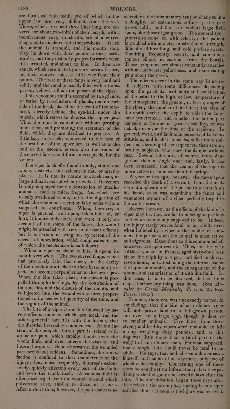 are furnished with teeth, two of which in the upper jaw are very different from the rest. These, which are about three lines long, are co- vered for about two-thirds of their length, with a membranous coat, or sheath, are of a curved shape, and articulated with the jaw-bone. When the animal is tranquil, and his mouth shut, they lie down with their points turned back- wards; but they instantly project forwards when it is irritated, and about to bite. In them are eanals, which terminate by a very narrow fissure, on .their convex sides, a little way from their points. ‘The rest of these fangs is very hard and solid; and the eanal is usually filled with a trans- parent, yellowish fluid, the poison of the viper. This venomous fluid is secreted by two glands, side of the head, placed on the front of the fore- head, directly behind the eye-ball, under the muscle, which serves to depress the upper jaw. Thus the muscle cannot aet without pressing upon them, and promoting the secretion of the fluid, which they are destined to prepare. A litle bag, or vesicle, connected to the base of end of the second, covers also the roots of venom. The viper is chiefly found in hilly, stony, and woody districts, and seldom in flat, or marshy places. It is not its nature to attack man, or large animals, except when provoked. Its venom is only employed for the destruction of smaller animals, such as mice, frogs, &c. which are usually swallowed whole, and to the digestion of which the venomous secretion is by some writers. supposed to contribute. When, however, a viper is pursued, trod upon, taken hold of, or account of the shape of the fangs, the wound might be attended with very unpleasant effects ; but it is certain of being so, by reason of the species ef inoculation, which complicates it, and of which the mechanism is as follows: When a viper is about to bite, it opens its mouth very wide. The two curved fangs, which had previously lain flat down, in the cavity of the membrane attached to their base, now pro- ject, and become perpendicular to the lower jaw. When the bite takes place, the puison is pro- pelled through the fangs, by the contraction of the muscles, and the closure of the mouth, and is injected into the wound with a force propor- tioned to its accidental quantity at the time, and the vigour of the animal. The bite of a viper is quickly followed by se- vere effects, some of which -are local, and the others general; but it is with the former, that the disorder invariably commences. At the in- stant of the bite, the bitten part is seized with an acute pain, which rapidly shoots over the whole limb, and even atfects the viscera, and internal organs. Soon afterwards, the wounded part swells and reddens. Sometimes, the tume- faction is confined to the circumference of the. injury; but, most frequently, it spreads exten- sively, quickly atlecting every part of the limb, and even the trunk itself. A> sanious fluid is: often discharged from the wound, around which phlyctenee arise, similar to those of a burn. Adter a short time, however, the pain abates con- g siderably ; the inflammatory tension changes into ‘ a doughy, or oedematous softness; the part grows cold; and the skin exhibits large livid : spots, like those of gangrene. ‘The general sym- ptoms also come on with celerity; the patient is troubled with anxiety, prostration of strength, difficulty of breathing, and cold profuse sweats, — Vomiting frequently oceurs, and sometimes copious bilious evacuations from the bowels. — These symptoms are almost constantly attended with an universal yellowness, and excruciating pain about the navel. . The efiects occur in the same way in nearly all subjects, with some differences depending. — upon the particular irritability and constitution. . of the patient ; the high, or low, temperature of the atmosphere; the greater, or lesser, anger of the viper ; the number of ‘its bites; the size of the reptile itself; the depth to which the fangs have penetrated ; and whether the bitten part happens to be one of great sensibility, or was naked, or not, at the time of the accident. In general, weak, pusillanimous persons, of bad con- stitutions, and loaded stomachs, suffer more sud~ _ den and alarming ill consequences, than strong, healthy subjects, who view the danger without: fear. Several bites are, of course, more dan-. gerous than a single one; and, lastly, it has : been remarked, that the venom of the viper is — more active in summer, than the spring. A year or two ago, however, the newspapers’ — recorded the death of a servant, from the inad- vertent application of the poison to a scratch on his hand, as he was examining the fangs and venomous organs of a viper perfectly torpid im — the winter season. Severe, however, as the effects of the bite of a viper may be, they are far from being so perilous as they are commonly supposed to be, Indeed, the injury rarely proves fatal to an adult, even when inflicted by a viper in the middle of sum-. mer, the period when the animal is most active and vigorous. Exceptions to this common belief, however, are upon record. Thus, in the year 181.6, a woman. in France, aged sixty-four, was. bit on the thigh by a viper, and died in thirty~ seven hours, notwithstanding the internal use of the liquor ammoniz, and the enlargement of the: wound, and cauterization of it with this fluid. In. this case, it is. to be observed, that an hour. elapsed’ before any thing was done. (See An- nales du Cercle Medicale, T. 1, p. 43, 8vo.” Paris, 1820.) Fontana, therefore, was not exactly correct in concluding, that the bite of an ordinary viper will not prove fatal to a full-grown person, nor even to a large dog, though it does sei - to smaller animals. Five bites from three strong and healthy vipers were not able to kill a dog weighing sixty pounds; and, as this. dog was little more than a third part of the weight of an ordinary man, Fontana supposed, that a single bite could never be fatal to an. — adult. He says, that he had seen a dozen eases. himself, and had heard of fifty more, only two of. which ended fatally.. Concerning one of these cases he could get no information ; the other pa-: tient perished of gangrene, twenty days after the bite. ‘The -mortification. began three days after the accident, the bitten place having been deeply scarified almost as soon as the injury was received, ”