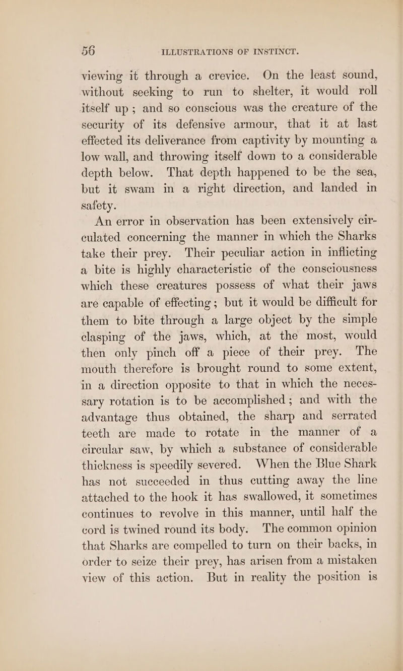 viewing it through a erevice. On the least sound, without seeking to run to shelter, it would roll itself up ; and so conscious was the creature of the security of its defensive armour, that it at last effected its deliverance from captivity by mounting a low wall, and throwing itself down to a considerable depth below. That depth happened to be the sea, but it swam in a right direction, and landed in safety. An error in observation has been extensively cir- culated concerning the manner in which the Sharks take their prey. Their peculiar action in inflicting a bite is highly characteristic of the consciousness which these creatures possess of what their jaws are capable of effecting; but it would be difficult for them to bite through a large object by the simple clasping of the jaws, which, at the most, would then only pinch off a piece of their prey. The mouth therefore is brought round to some extent, in a direction opposite to that in which the neces- sary rotation is to be accomplished; and with the advantage thus obtained, the sharp and serrated teeth are made to rotate in the manner of a circular saw, by which a substance of considerable thickness is speedily severed. When the Blue Shark has not succeeded in thus cutting away the line attached to the hook it has swallowed, it sometimes continues to revolve in this manner, until half the cord is twined round its body. The common opinion that Sharks are compelled to turn on their backs, in order to seize their prey, has arisen from a mistaken view of this action. But in reality the position is