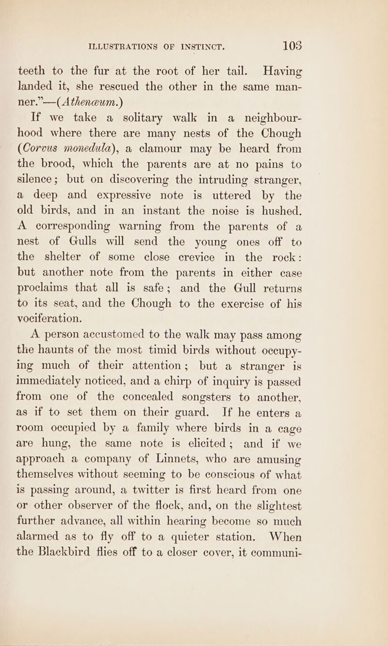 teeth to the fur at the root of her tail. Having landed it, she rescued the other in the same man- ner.” —( Atheneum.) If we take a solitary walk in a_neighbour- hood where there are many nests of the Chough (Corvus monedula), a clamour may be heard from the brood, which the parents are at no pains to silence; but on discovering the intruding stranger, a deep and expressive note is uttered by the old birds, and in an instant the noise is hushed. A corresponding warning from the parents of a nest of Gulls will send the young ones off to the shelter of some close crevice in the rock: but another note from the parents in either case proclaims that all is safe; and the Gull returns to its seat, and the Chough to the exercise of his vociferation. A person accustomed to the walk may pass among the haunts of the most timid birds without occupy- ing much of their attention; but a stranger is immediately noticed, and a chirp of inquiry is passed from one of the concealed songsters to another, as if to set them on their guard. If he enters a room occupied by a family where birds in a cage are hung, the same note is elicited; and if we approach a company of Linnets, who are amusing themselves without seeming to be conscious of what is passing around, a twitter is first heard from one or other observer of the flock, and, on the slightest further advance, all within hearing become so much alarmed as to fly off to a quieter station. When the Blackbird flies off to a closer cover, it communi-