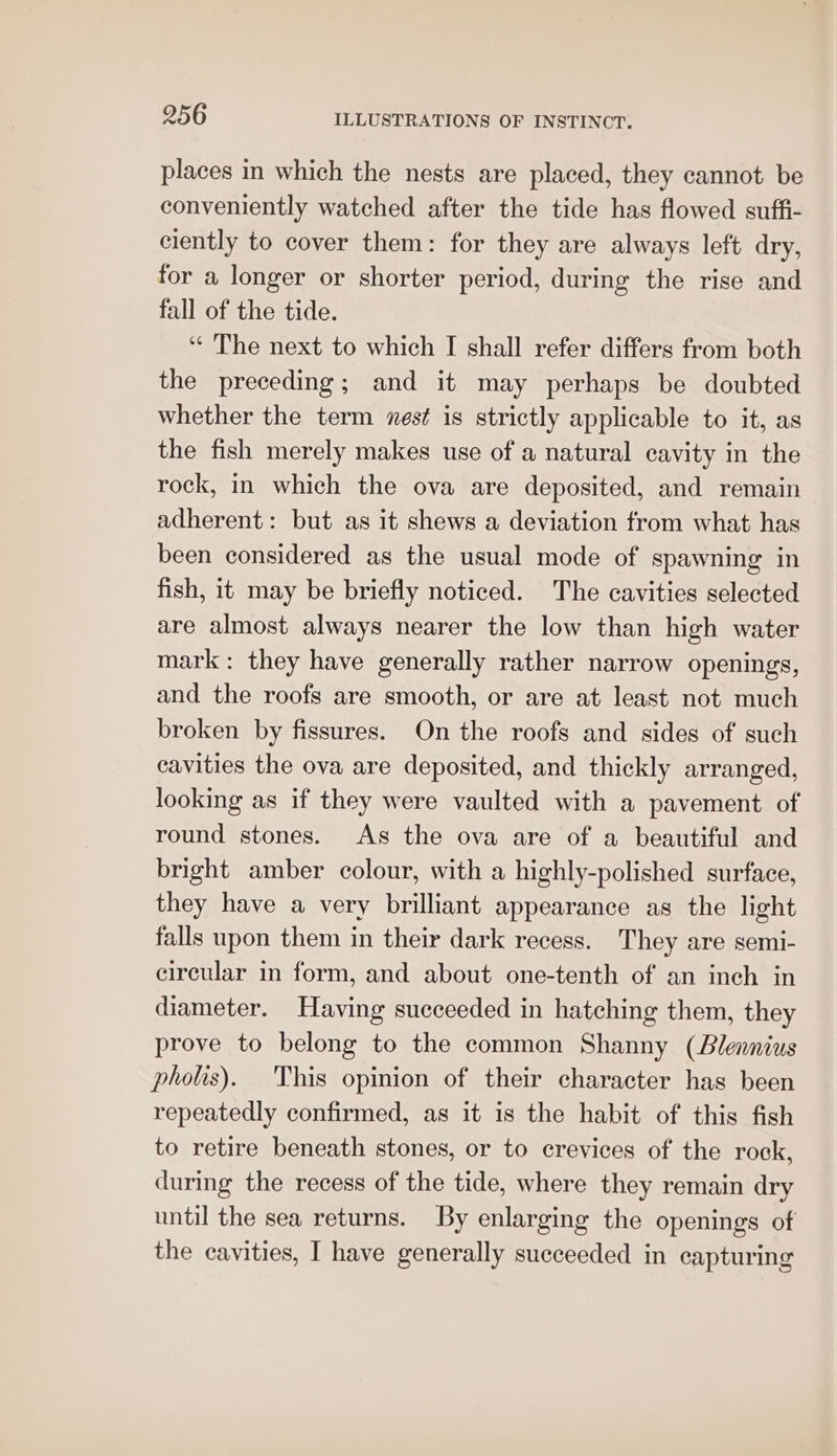 places in which the nests are placed, they cannot be conveniently watched after the tide has flowed suffi- ciently to cover them: for they are always left dry, for a longer or shorter period, during the rise and fall of the tide. ‘“‘ The next to which I shall refer differs from both the preceding; and it may perhaps be doubted whether the term mest is strictly applicable to it, as the fish merely makes use of a natural cavity in the rock, in which the ova are deposited, and remain adherent: but as it shews a deviation from what has been considered as the usual mode of spawning in fish, it may be briefly noticed. The cavities selected are almost always nearer the low than high water mark: they have generally rather narrow openings, and the roofs are smooth, or are at least not much broken by fissures. On the roofs and sides of such cavities the ova are deposited, and thickly arranged, looking as if they were vaulted with a pavement of round stones. As the ova are of a beautiful and bright amber colour, with a highly-polished surface, they have a very brilliant appearance as the light falls upon them in their dark recess. They are semi- circular in form, and about one-tenth of an inch in diameter. Having succeeded in hatching them, they prove to belong to the common Shanny (Blennius pholis). ‘This opinion of their character has been repeatedly confirmed, as it is the habit of this fish to retire beneath stones, or to crevices of the rock, during the recess of the tide, where they remain dry until the sea returns. By enlarging the openings of the cavities, I have generally succeeded in capturing