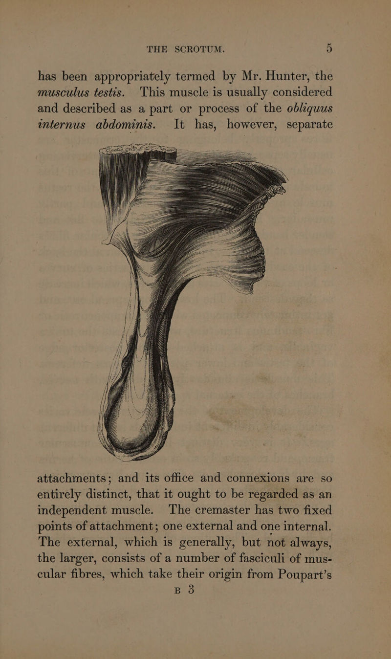has been appropriately termed by Mr. Hunter, the musculus testis. This muscle is usually considered and described as a part or process of the obliquus wnternus abdominis. It has, however, separate attachments; and its office and connexions are so entirely distinct, that it ought to be regarded as an independent muscle. ‘The cremaster has two fixed points of attachment; one external and one internal. The external, which is generally, but not always, the larger, consists of a number of fasciculi of mus- cular fibres, which take their origin from Poupart’s o B oO