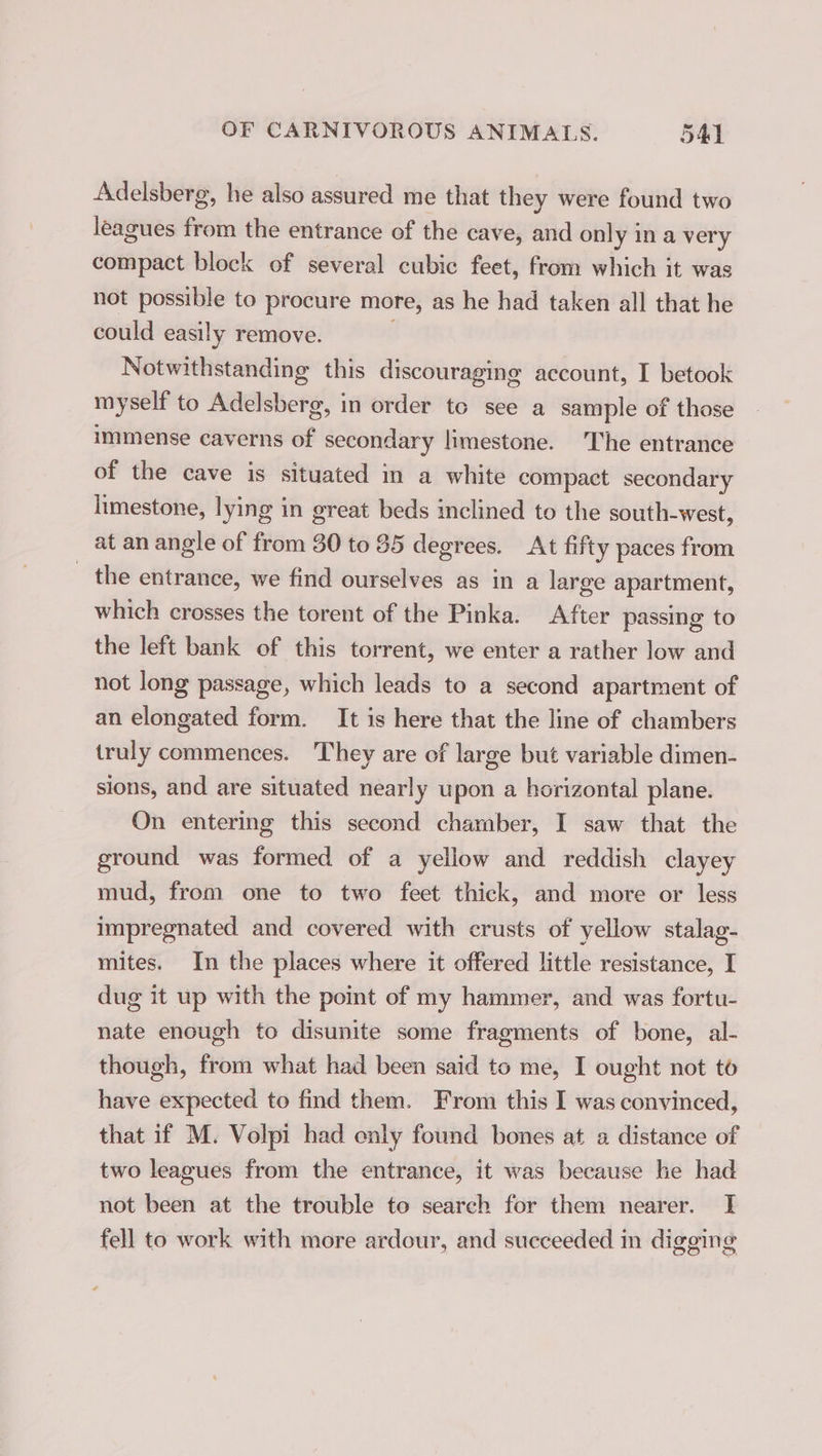 Adelsberg, he also assured me that they were found two leagues from the entrance of the cave, and only in a very compact block of several cubic feet, from which it was not possible to procure more, as he had taken all that he could easily remove. Notwithstanding this discouraging account, I betook myself to Adelsberg, in order to see a sample of those immense caverns of secondary limestone. The entrance of the cave is situated in a white compact secondary limestone, lying in great beds inclined to the south-west, at an angle of from 30 to 35 degrees. At fifty paces from _ the entrance, we find ourselves as in a large apartment, which crosses the torent of the Pinka. After passing to the left bank of this torrent, we enter a rather low and not long passage, which leads to a second apartment of an elongated form. It is here that the line of chambers truly commences. They are of large but variable dimen- sions, and are situated nearly upon a horizontal plane. On entering this second chamber, I saw that the ground was formed of a yellow and reddish clayey mud, from one to two feet thick, and more or less impregnated and covered with crusts of yellow stalag- mites. In the places where it offered little resistance, I dug it up with the point of my hammer, and was fortu- nate enough to disunite some fragments of bone, al- though, from what had been said to me, I ought not to have expected to find them. From this I was convinced, that if M. Volpi had only found bones at a distance of two leagues from the entrance, it was because he had not been at the trouble to search for them nearer. I fell to work with more ardour, and succeeded in digging