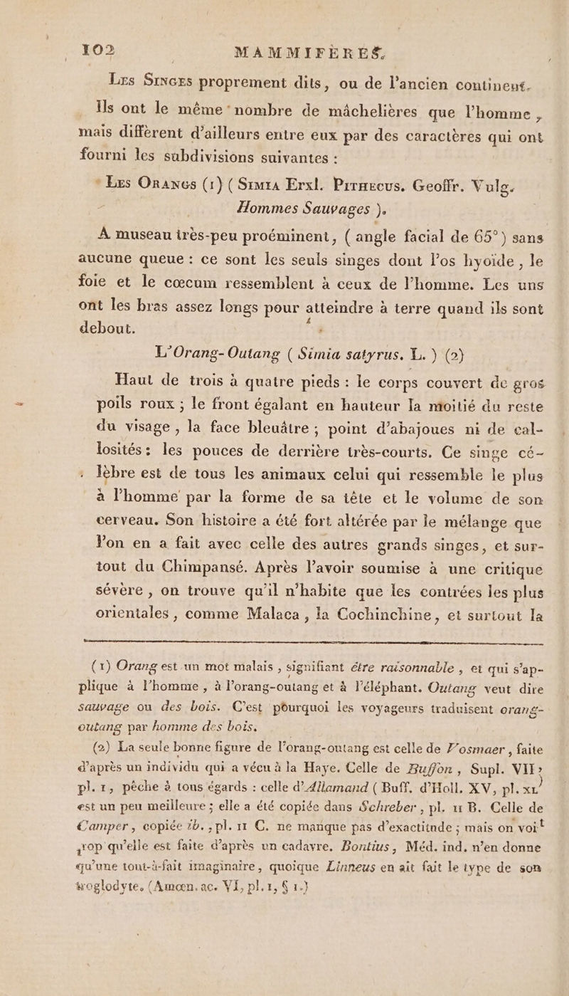 [ Lzs SiNcrs proprement dits, ou de l’ancien contineut. … Is ont le même nombre de mâchelières que l’homme , mais différent d’ailleurs entre eux par des caractères qui ont fourni les subdivisions suivantes : * Les Oraxes (1) ( Simra Erxl. Prraecus. Geoffr. Vule. Hommes Sauvages }. À museau très-peu proéminent, ( angle facial de 65°) sans aucune queue : ce sont les seuls singes dont los hyoïde , le foie et le cœcum ressemblent à ceux de l’homme. Les uns ont les bras assez longs pour atteindre à terre quand ils sont debout. : L'Orang- Outang ( Simia satyrus. L. VND} Haut de trois à quatre pieds : le corps couvert de gros poils roux ; le front égalant en hauteur la moitié du reste du visage, la face bleuâtre ; point d’abajoues ni de cal- losités: les pouces de derrière très-courts. Ce singe cé- lèbre est de tous les animaux celui qui ressemble le plus à l’homme par la forme de sa tête et le volume de son cerveau. Son histoire a été fort altérée par le mélange que Von en à fait avec celle des autres grands singes, et sur- tout du Chimpansé. Après l’avoir soumise à une critique sévère , on trouve qu'il n’habite que les contrées les plus orientales , comme Malaca , la Cochinchine, et surtout la (1) Orang est un mot malais, signifiant étre rasonnable , et qui s’ap- plique à l’homme, à lorang-outang et à l'éléphant. Outang veut dire sauvage ou des bois. C'est pourquoi les voyageurs traduisent oran&amp;- oultang par homme des bois. | (2) La seule bonne figure de l’orang-outang est celle de F’osmaer , faite d’après un individu qui a vécu à la Haye. Celle de Buffon, Supl. VIF? pl. r, pêche à tous égards : celle d’Æ/lamand ( Buff. d’'Hoil, XV, pl. xL est un peu meilleure ; elle a été copiée dans Schreber , pl. 11 B. Celle de Camper, copiée tb. , pl. 11 C. ne manque pas d’exactitnde ; mais on voit 0p qu’elle est faite d’après un cadavre. Bontius, Méd. ind, n’en donne qu’une toui-à-fait imaginaire, quoique Linneus en ait fait le type de son hoglodyte. (Amœæn.ac. VIE, pl.r, Ç 1.)