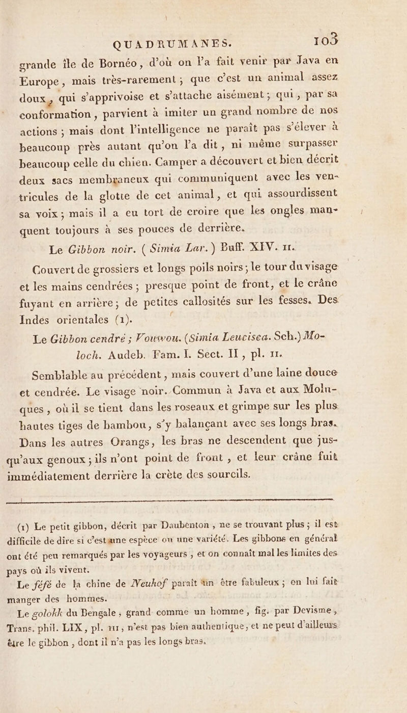 grande île de Bornéo, d'où on Va fait venir par Java en Europe, mais tres-rarement;, que c’est un animal assez doux, qui s'apprivoise et s'attache aisément ; qui, par sa conformation, parvient à imiter un grand nombre de nos actions ; mais dont l'intelligence ne paraît pas s'élever à beaucoup près autant qu’on l'a dit, ni même surpasser beaucoup celle du chien. Camper a découvert et bien décrit deux sacs membzaneux qui communiquent avec les ven- tricules de la glotie de cet animal, et qui assourdissent sa voix; mais il a eu tort de croire que les ongles man- quent toujours à ses pouces de derrière. Le Gibbon noir. ( Simia Lar.) Buff. XEV. xx. Couvert de grossiers et longs poils noirs; le tour du visage et les mains cendrées ; presque point de front, et Le crâne fuyant en arrière; de petites callosités sur les fesses. Des f Indes orientales (1). Le Gibbon cendre ; Vouwou. (Simia Leucisea. Sch.) Mo- loch. Audeb. Fam. I. Sect. II, pl. 11. Semblable au précédent , mais couvert d’une laine douce et cendrée. Le visage noir. Commun à Java et aux Moiu- ques , où il se tient dans les roseaux et grimpe sur les plus hautes tiges de bambou, s’y balançant avec ses longs bras. Dans les autres Orangs, les bras ne descendent que jus- qu'aux genoux ; ils n’ont poini de front , et leur crâne fuit immédiatement derrière la crète des sourcils. RS EEE (1) Le petit gibbon, décrit par Daubenton , ne se trouvant plus ; il est difficile de dire si ’estæmne espèce on une variété. Les gibbons en général ont été peu remarqués par les voyageurs ; ét on connait mal les limites des pays où ils vivent. Le féfé de fa chine de IVeuhof paraît tin être fabuleux ; on lui fait manger des hommes. Le golokk du Bengale ; grand comme un homme, fig. par Devisme, Trans. phil. LIX, pl. 11, n’est pas bien authentique, et ne peut d’ailleurs être le gibbon , dont il n’a pas les longs bras,