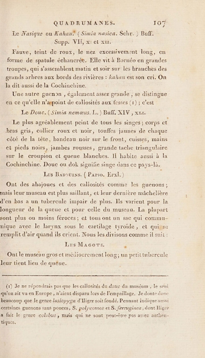 Le Wasique ou Kahau* ( Simia nasica. Schr. ) Buf. Supp. VI, xt et x1r. Fauve, teint de roux, le nez excessivement long, en forme de spatule échancrée. Elle vit à Bornéo en grandes troupes, qui s’assemblent matin et soir sur les branches des grands arbres aux bords des rivières : Aahau est son cri. On la dit aussi de la Cochinchine. Une autre guenon , également assez grande , se distingue en ce qu’elle n’aspoint de callosités aux fesses (1) ; c’est Le Douc.(Simia nemœus. L.\)Buf, XIV , xur. » Le plus agréablement peint de tous les singes ; corps et bras gris, collier roux et noir, touffes jaunes de chaque côlé de la tête, bandeau noir sur le front, cuisses, mains et pieds noirs, jambes rousses, grande tache triangulaire sur le croupion et queue blanches. Il habite aussi à la Cochinchine. Douc ou dok signifie singe dans ce pays-la. Les Basouins. { Pario. Erxl.) Ont des abajoues et des callosités comme Jes guenons ; mais leur museau est plus saillant, et leur dernière mâchelière d'en bas a un tubercule impair de plus. Jls varient pour la longueur de la queue et pour celle du museau. La plupart sont plus ou moins féroces; et tous ont un sac qui commu- nique avec le larynx sous le cartilage iyroïde , et quivse remplit d’air quand ils crient. Nous les divisons comme il suit : Les MacorTs. | Ont le museau gros et médiocrement long; un petiitubercule leur tient lieu de quêéue. # (1) Je ne répondrais pas que les callosités du douc du muséum , le seul qu'on ait vu en Europe , n’aient disparu lors de l’empaillage. Je doute done beaucoup que le genre lasiopyga d’'Eliger soit fondé. Pennant indique aussi certaines guenons sans pouces, S. polycomos et S. ferruginea , dont Iliger a fait Ie genre colobus , maïs qui ne sont peut-être pas astez aathen- tiques,