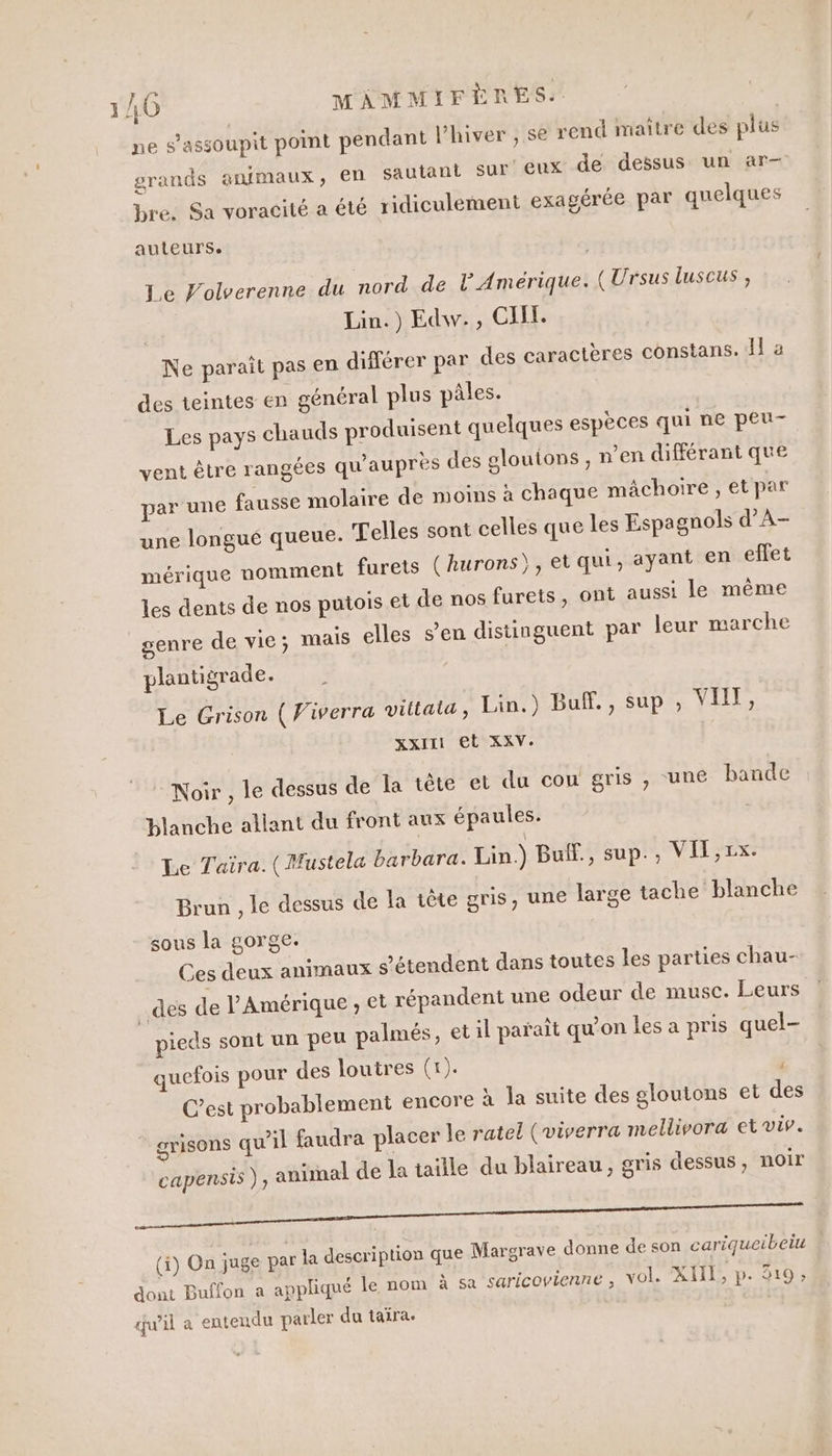 9 e Q , . h ne s’assoupit point pendant l'hiver , se rend maître des plus grands animaux, en sautant sur eux de dessus un ar bre. Sa voracité a été ridiculement exagérée par quelques auteurs. Le Volverenne du nord de l Amérique. (Ursus luscus , | Lin.) Edw., CH. Ne parait pas en différer par des caractères constans. I 3 des teintes en général plus pâles. Les pays chauds produisent quelques espèces qui ne peu- vent être rangées qu'auprès des glouions, n'en différant que par une fausse molaire de moins à chaque mâchoire , et par une longué queue. elles sont celles que les Espagnols d’A- mérique nomment furets (kurons), et qui, ayant en effet les dents de nos putois et de nos furets, ont aussi le même genre de vie; mais elles s’en distinguent par leur marche plantigrade. Le Grison ( Viverra vittata, Lin.) Buff., sup ; pates XXIII Et XXV. Noir , le dessus de Îa tète et du cou gris , une bande blanche allant du front aux épaules. Le Taïra. (Mustela barbara. Lin.) Buff., sup., VIT, rx. Brun , le dessus de la tête gris, une large tache blanche sous la gorge. Ces deux animaux s'étendent dans toutes les parties chau- des de l'Amérique , et répandent une odeur de musc. Leurs pieds sont un peu palmés, et il parait qu'on les a pris quel- quefois pour des loutres (1). C’est probablement encore à la suite des glouions et des grisons qu’il faudra placer le ratel (viverra mellivora et viv. capensis ); anal de la taille du blaireau, gris dessus, noir DR Re LS (i) On juge par la description que Margrave donne de son cariqueibeiu dont Buffon a appliqué le nom à sa saricovienne ; vol. XII, p. 319, qu’il a entendu parler du taïra.