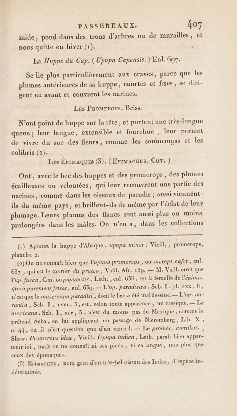 mide, pond dans des trous d’arbres ou de murailles, et nous quitte en hiver (1). / La Auppe du Cap. (Upupa Capensis.) Enl. 697. Se lie plus particulièrement aux craves, parce que les plumes antérieures de sa huppe, courtes et fixes, se diri- gent en avant et couvrent les narines. Les Promerors. Briss. N’ont point de huppe sur la tête, et portent une très-longue queue ; leur langue, extensible et fourchue , leur permet de vivre du suc des fleurs, comme les souimangas et les colibris (2). | Les Érrmaques (3). (Errmacnus. Cuv. ) Ont , avec le bec des huppes et des promerops, des plumes écailleuses ou veloutées, qui leur recouvrent une partie des narines , comme dans les oiseaux de paradis ; aussi viénnent- ils du même pays, et brillent-ils de même par l'éclat de leur plumage. Leurs plumes des flancs sont aussi plus ou moins prolongées dans les mâles. On n’en a, dans les collections RL (x) Ajoutez la huppe d'Afrique , upupa minor, Vieill, , promerops, planche 2. (2) On ne connaît bien que l’upupa promerops , où mterops cafer, enl. 637 , quiest le sucrier du protea, Vaill. Afr. 159. — M. Vaill, croit que Vup.fusca, Gm. ou papuensis , Lath. ,enl. 638 , est la femelle de l’épima- que à paremens frisés , enl. 639. — L'up. paradisæa , Seb. I, pl. xxx, 8, n’estque le muscicapa paradisi , dontle bec a été mal dessiné.— L’up. au- rantia , Seb. E , zxvi, 3,est, selon toute apparence, un cassique. — Le mexicana, Seb. 1, xv, 3, n’est du moins pas du Mexique , comme le prétend Seba, en lui appliquant un passage de Nieremberg, Lib. X , c. 44, où il n’est question que d’un canard. — Le promer. cœruleus , Shaw. Promerops bleu , Vieill. Upupa indica, Lath. paraît bien appar- tenirici, mais on ne connaît ni ses pieds, ni sa langue, non plus que ceux des épimaques. (5) Erimacaus, nom grec d’un très-hel oiseau des Indes, d’espèce in- déterminée,