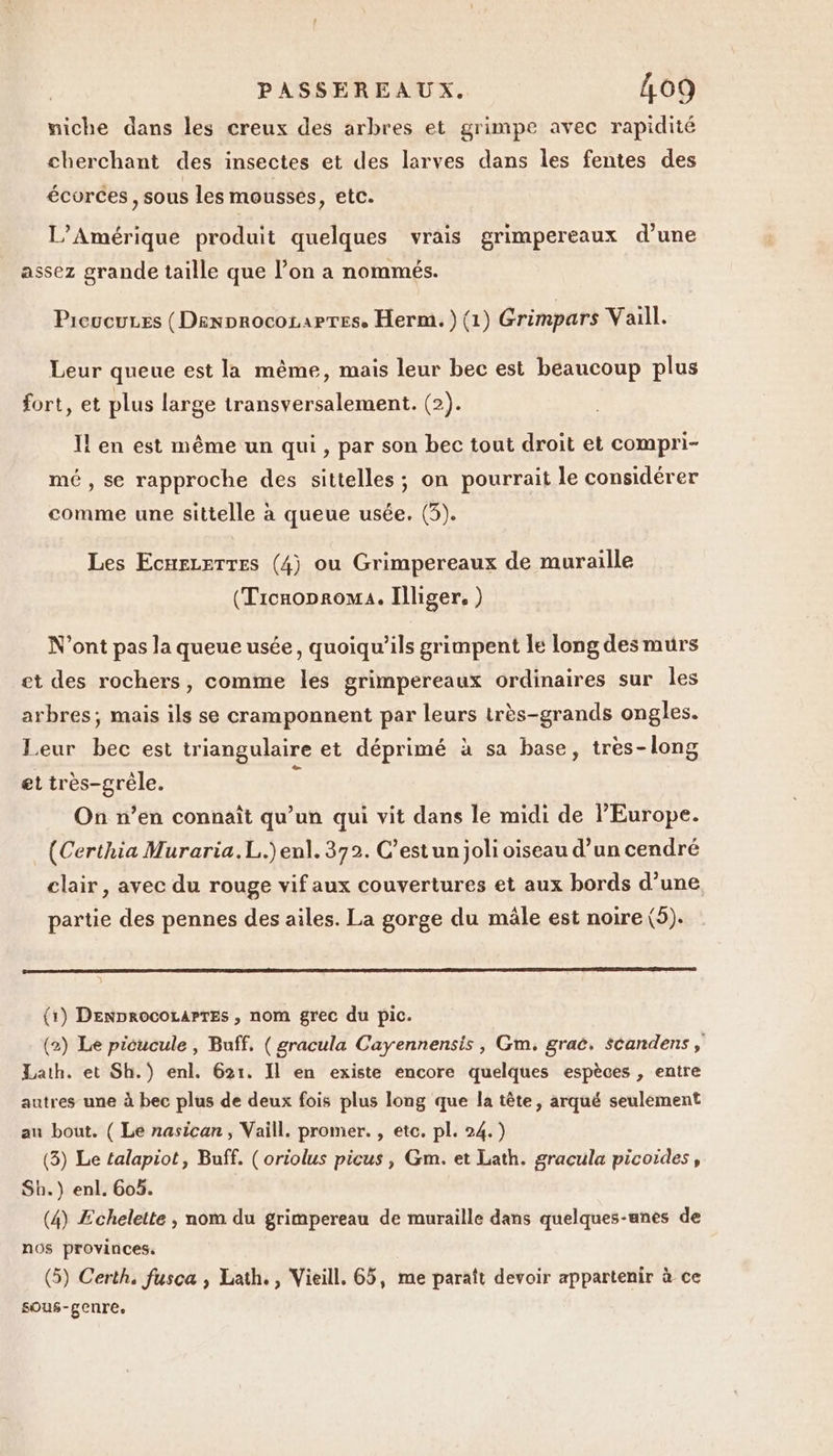 niche dans les creux des arbres et grimpe avec rapidité cherchant des insectes et des larves dans les fentes des écorces , sous les mousses, etc. L’Amérique produit quelques vrais grimpereaux d’une assez grande taille que l’on a nommés. Picucures (Denvrocorarres. Herm. ) (1) Grimpars Vaill. Leur queue est la même, mais leur bec est beaucoup plus fort, et plus large transversalement. (2). I! en est même un qui, par son bec tout droit et compri- mé, se rapproche des sittelles ; on pourrait le considérer comme une sittelle à queue usée. (3). Les EcneLerres (4) ou Grimpereaux de muraille (TicaopromA. Illiger. ) N'ont pas la queue usée, quoiqu'ils grimpent Le long des murs et des rochers, comme les grimpereaux ordinaires sur les arbres; mais ils se cramponnent par leurs irès-grands ongles. Leur bec est triangulaire et déprimé à sa base, tres-long et très-grèle. 5 On n’en connaît qu’un qui vit dans le midi de l'Europe. (Certhia Muraria.L.)enl. 372. C’est un joli oiseau d’un cendré clair, avec du rouge vif aux couvertures et aux bords d’une partie des pennes des ailes. La gorge du mâle est noire (5). (1) DenprocOLAPTEs , nom grec du pic. (2) Le picucule , Buff. ( gracula Cayennensis, Gm, grac. Scandens , Lath. et Sh.) enl. 621. Il en existe encore quelques espèces , entre autres une à bec plus de deux fois plus long que la tête, arqué seulement au bout. ( Le nasican, Vaill. promer. , etc. pl. 24.) (3) Le talapiot, Buff. (oriolus picus, Gm. et Lath. gracula picoides, Sh.) enl. 605. (4) Echelette , nom du grimpereau de muraille dans quelques-anes de nos provinces. (5) Certh, fusca , Lath., Vieill., 65, me paraît devoir appartenir à ce sous-genre,