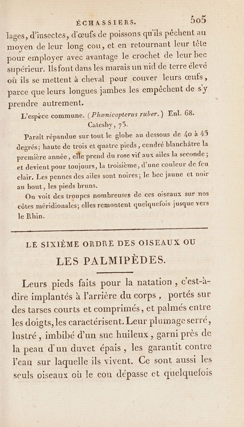 lages, d'insectes, d'œufs de poissons qu'ils pêchent an moyen de leur long cou, et en retournant leur têle pour employer avec avantage le crochet de leur bec supérieur. Ils font dans les marais un nid de terre élevé où ils se mettent à cheval pour couver leurs œufs, parce que leurs longues jambes les empêchent de sy prendre autrement. L'espèce commune. (Phænicopterus ruber.) Enl. 68. Catesby, 73. Paraît répandue sur tout le globe au dessous de 40 à 43 degrés; haute de trois et quatre pieds , cendré blanchätre la première année, elle prend du rose vif aux ailes la seconde ; et devient pour toujours, la troisième, d’une couleur de feu clair. Les pennes des ailes sont noires; le bec jaune et noir au bout, les pieds bruns. On voit des troupes nombreuses de ces oiseaux sur nos côtes méridionales; elles remontent quelquefois Jusque vers le Rhin. mm LÉ SIXIÈME ORDRE DES OISEAUX OU LES PALMIPÉDES. Leurs pieds faits pour la natation, c'est-à- dire implantés à Parricre du corps, portés sur des tarses courts et comprimés, et palmés entre les doigts, les caractérisent. Leur plamageserré, lustré , imbibé d’un suc huileux , garni près de la peau d'un duvet épais, les garantit contre Veau sur laquelle ils vivent. Ce sont aussi les seuls oiseaux où le cou dépasse et quelquefois