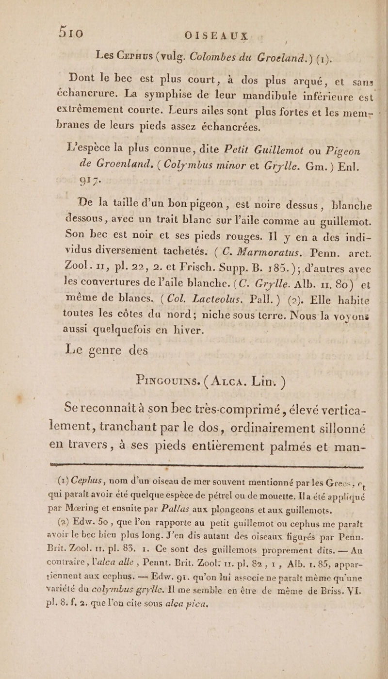 / Les Crraus (vulg. Colombes du Groeland.) (x). échancrure. La symphise de leur mandibule inférieure est branes de leurs pieds assez échancrées. L'espèce la plus connue, dite Petit Guillemot ou Pigeon de Groenland, ( Colymbus minor et Grylle. Gm.) Enl. O17. De Îa taille d’un bon pigeon, est noire dessus, blanche dessous, avec un trait blanc sur l'aile comme au guillemot. Son bec est noir et ses pieds rouges. Il y en a des indi- vidus diversement tachetés. ( C. Marmoratus. Penn. arct. Zool. 11, pl. 22, 2. et Frisch. Supp. B. 185. ); d’autres avec les convertures de Paile blanche. (C. Grylle. Alb. 11. 80) et même de blancs. ( Col. Lacteolus. Pall.) (2). Elle habite toutes les côtes da nord; niche sous terre. Nous la voyons aussi quelquefois en hiver. Le genre des \ Pincouixs. (Arca. Lin. ) Se reconnait à son bec très-comprimé , élevé vertica- lement, tranchant par le dos, ordinairement sillonné en travers, à ses pieds entièrement palmés et man- TS (1) Cephus, nom d’un oiseau de mer souvent mentionné par les Grec:, (LS qui paraît avoir été quelque espèce de pétrel ou de mouette, Ila été appliqué par Moœring et ensuite par Pallas aux plongeons et aux guillemots. (2) Edw. 5o , que l’on rapporte au petit guillemot ou cephus me paraît avoir le bec bien plus long. J’en dis autant des oiseaux figurés par Penn. Brit. Zool. 11. pl. 83. 1. Ce sont des guillemots proprement dits. — Au contraire, l'alca alle , Pennt. Brit. Zool: 11. pl. 82 , 1, Alb, 1. 85, appar- tiennent aux cephus. — Edw. 95. qu’on lui associe ne paraît mème qu'une variété du colymbus grylle. I me semble en être de même de Briss. VL