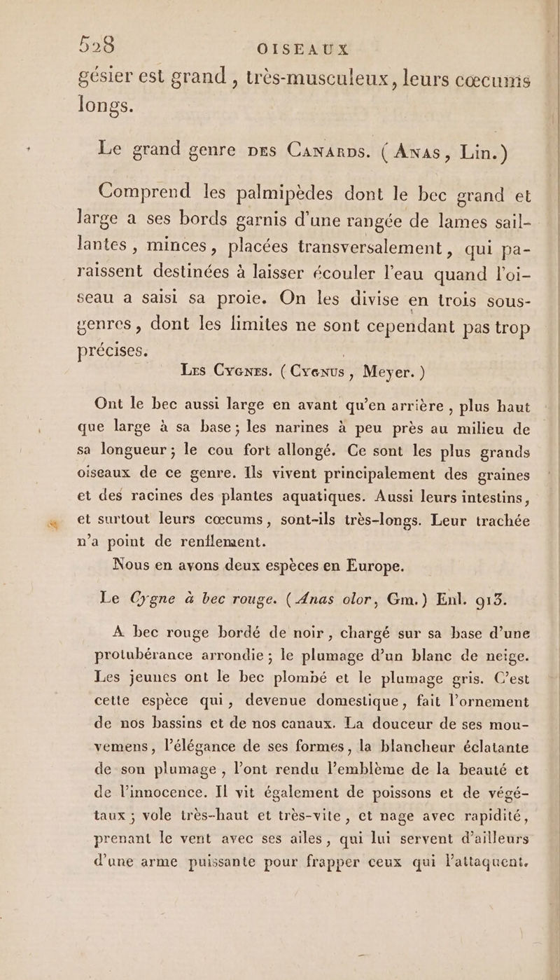 gésier est grand , très-musculeux, leurs cœcums longs. Le grand genre nrs Cananps. ( Awas, Lin.) Comprend les palmipèdes dont le bec grand et large a ses bords garnis d'une rangée de lames sail- lantes, minces, placées transversalement, qui pa- raissent destinées à laisser écouler l’eau quand l'oi- seau à saisi sa proie. On les divise en irois sous- senres, dont les limites ne sont cependant pas trop précises. | Les Cyenrs. (Cyenus, Meyer.) Ont le bec aussi large en avant qu’en arrière , plus haut que large à sa base; les narines à peu près au milieu de sa longueur ; le cou fort allongé. Ge sont les plus grands oiseaux de ce genre. Ils vivent principalement des graines et des racines des plantes aquatiques. Aussi leurs intestins, et surtout leurs cœcums, sont-ils très-longs. Leur trachée n’a point de renflement. Nous en avons deux espèces en Europe. Le Cygne à bec rouge. ( Anas olor, Gm.) Enl. 015. À bec rouge bordé de noir, chargé sur sa base d’une protubérance arrondie ; le plumage d’un blanc de neige. Les jeunes ont le bec plombé et le plumage gris. C’est cette espèce qui, devenue domestique, fait l’ornement de nos bassins et de nos canaux. La douceur de ses mou- yemens, l’élégance de ses formes, la blancheur éclatante de son plumage , l’ont rendu l’emblème de la beauté et de l’innocence. Il vit également de poissons et de végé- taux ; vole très-haut et très-vite, et nage avec rapidité, prenant le vent avec ses ailes, qui lui servent d’ailleurs d’une arme puissante pour frapper ceux qui lattaquent,