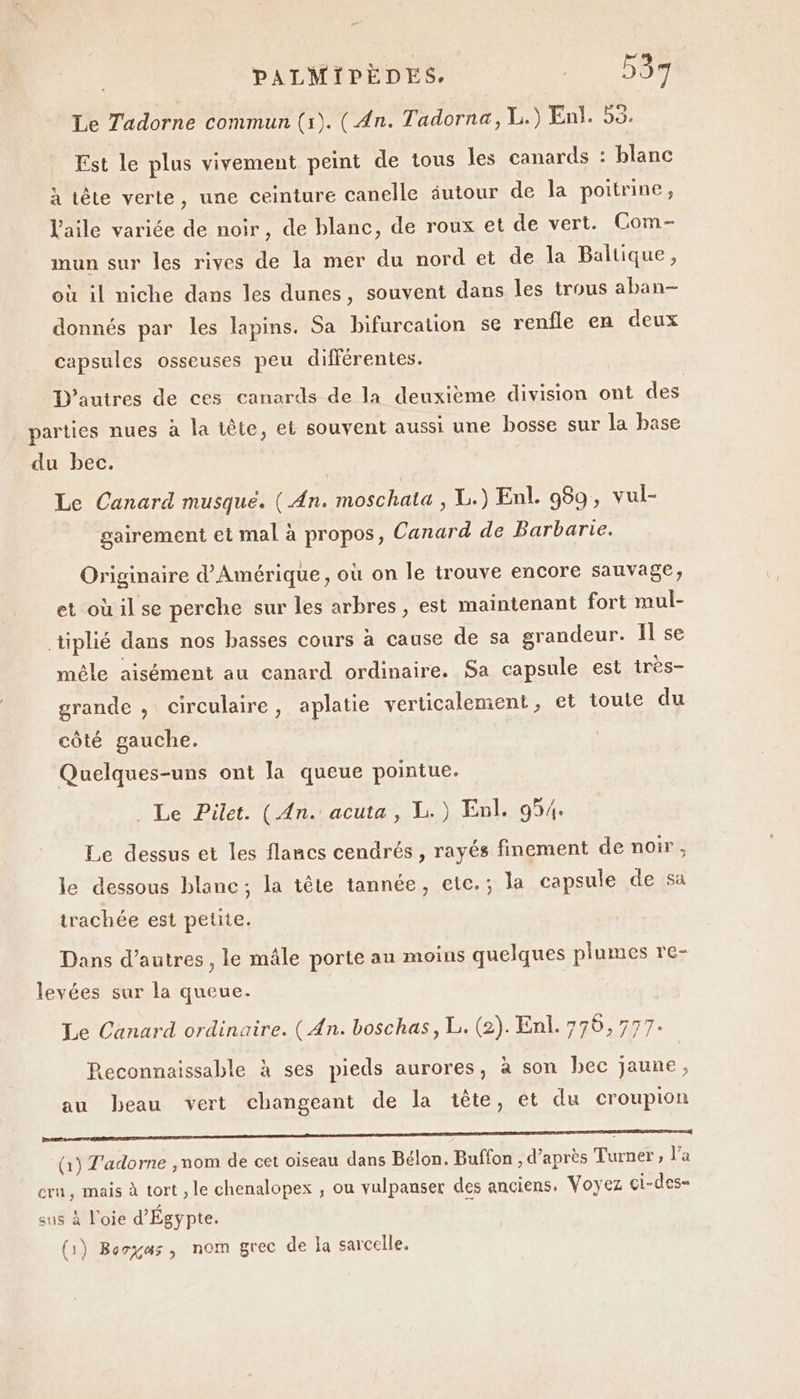 Le Tadorne commun (1). (An. Tadorna, L.) Enl. 55. Est le plus vivement peint de tous les canards : blanc à tête verte, une ceinture canelle äutour de la poitrine, l'aile variée de noir, de blanc, de roux et de vert. Com- mun sur les rives de la mer du nord et de la Baltique, où il niche dans les dunes, souvent dans les trous aban- donnés par les lapins. Sa bifureation se renfle en deux capsules osseuses peu différentes. D'autres de ces canards de la deuxième division ont des parties nues à la tête, et souvent aussi une bosse sur la base du bec. Le Canard musqué. ( An. moschata , L.) Enl. 969, vul- gairement et mal à propos, Canard de Barbarie. Originaire d'Amérique, où on le trouve encore sauvage, et où il se perche sur les arbres, est maintenant fort mul- tiplié dans nos basses cours à cause de sa grandeur. Il se mêle aisément au canard ordinaire. Sa capsule est irès- grande , circulaire, aplatie verticalement, et toute du côté gauche. Quelques-uns ont la queue pointue. . Le Pilet. (An. acuta, L.) Enl. 954. Le dessus et les flancs cendrés , rayés finement de noir, le dessous blanc; la tête tannée, etc.; la capsule de sa trachée est petite. Dans d’autres , le mâle porte au moins quelques plumes re- levées sur la queue. Le Canard ordinaire. (An. boschas, L. (2). Enl. 776,777. Reconnaissable à ses pieds aurores, à son bec jaune, au beau vert changeant de la iête, et du croupion nm (1) T'adorne ,nom de cet oiseau dans Bélon. Buffon , d’après Turner, l’a cru, mais à tort , le chenalopex ; ou vulpanser des anciens. Voyez çi-des= sus à l'oie d'Égypte. (1) Bogas, nom grec de la sarcelle.