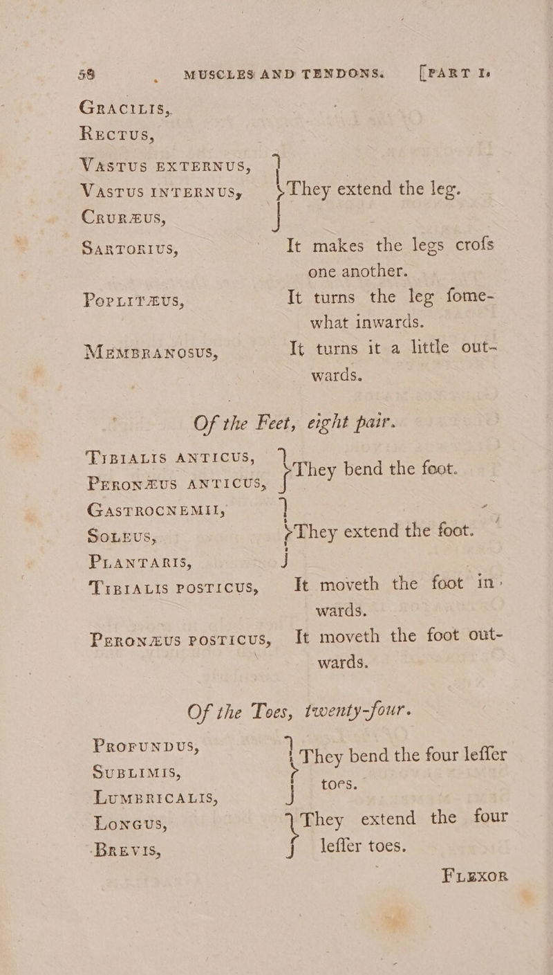 GRACILIS,, RECTUS, VASTUS EXTERNUS, |} | | ; Vastusintrernus, They extend the leg. CruRZUS, : SARTORIUS, - Tt makes the legs crofs one another. PorLitz£vs, It turns the leg fome- what inwards. MeEMBRANOSUS, It turns it a little out- wards. Of the Feet, eight pair. TIBIALIS ANTICUS, 7 eo hey bend the foot. PrronZUS ANTICUS, GASTROCNEMII, } , y SoLEvs, &gt; They extend the foot. — PLANTARIS, J Trpravis posticus, It moveth the foot in» wards. Peronzvus posticus, It moveth the foot out- . wards. Of the Toes, twenty-four. PRoFrunbvs, a} | They bend the four leffer SUBLIMIS, ‘ ; toes. LuMBRICALIS, J Loneus, del extend the four ‘BREVIS, J leffer toes. FLEXOR